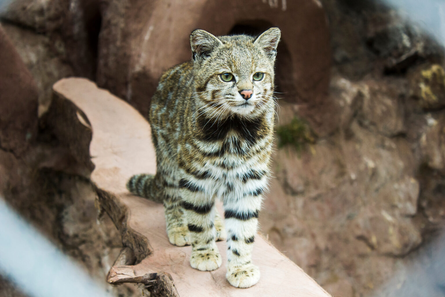 16 Elusive Big Cats That Roam the World's Densest Jungles - Rarest.org