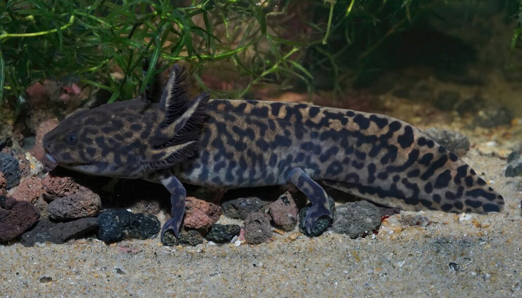 Anderson’s Salamander