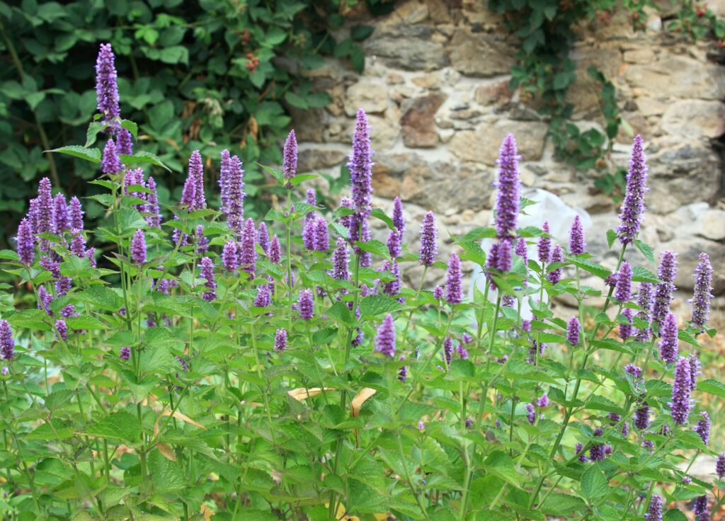 Anise Hyssop (Agastache)