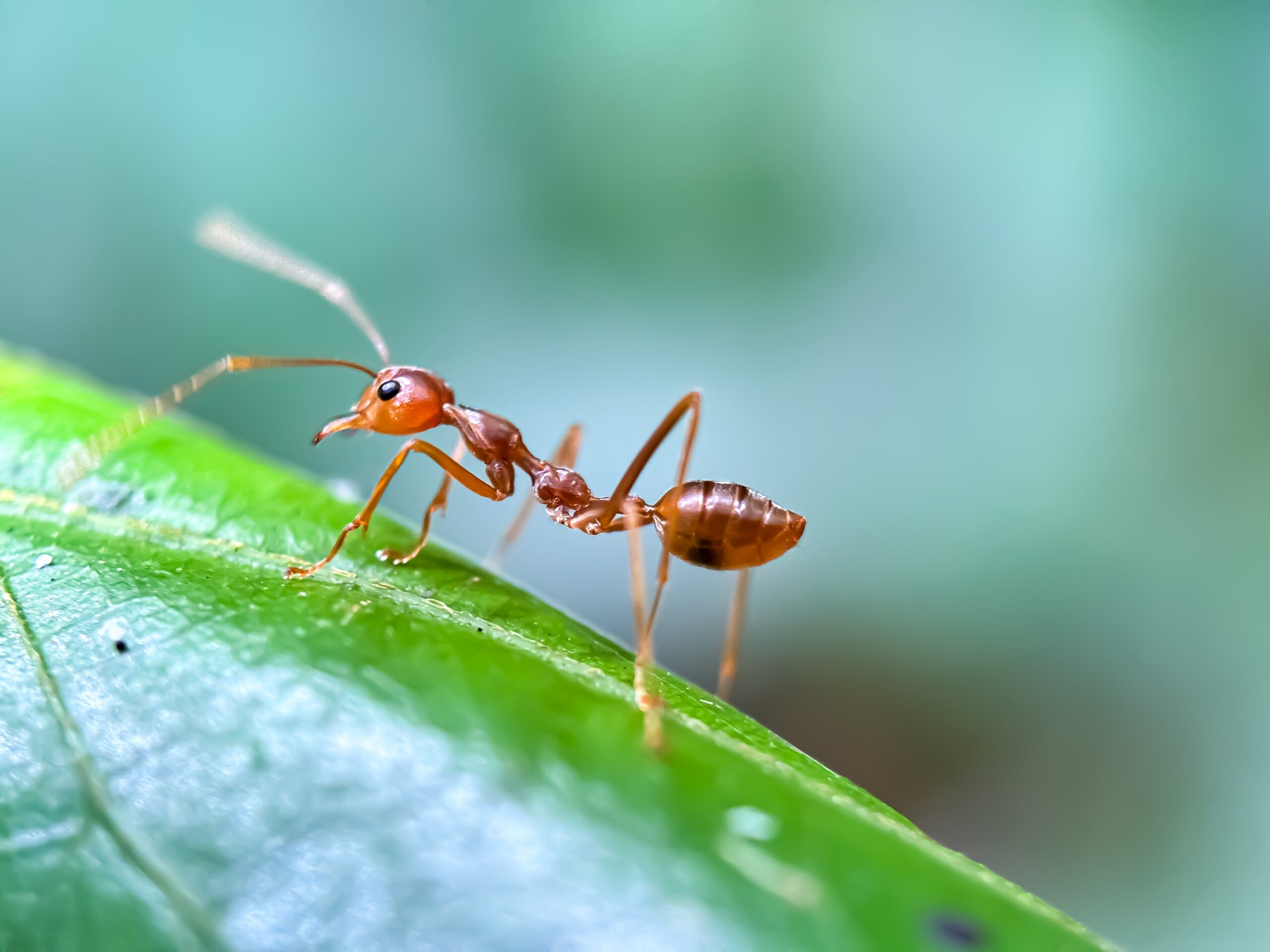 Ant