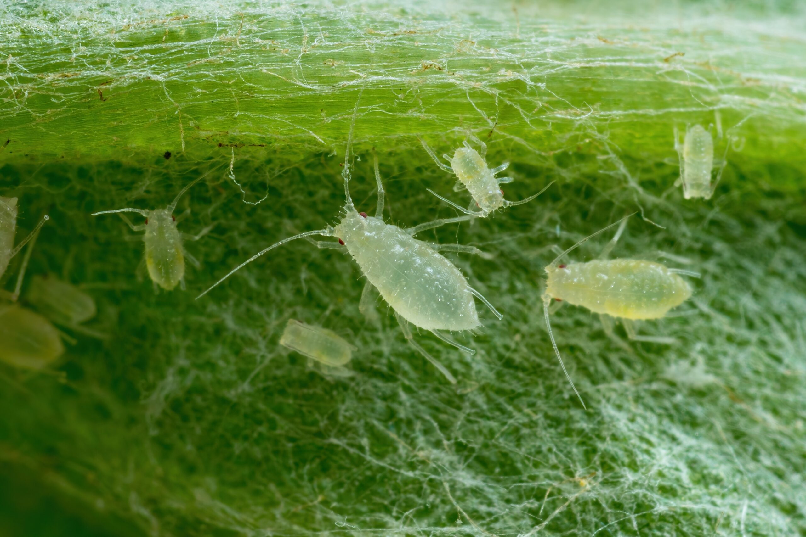 Aphid