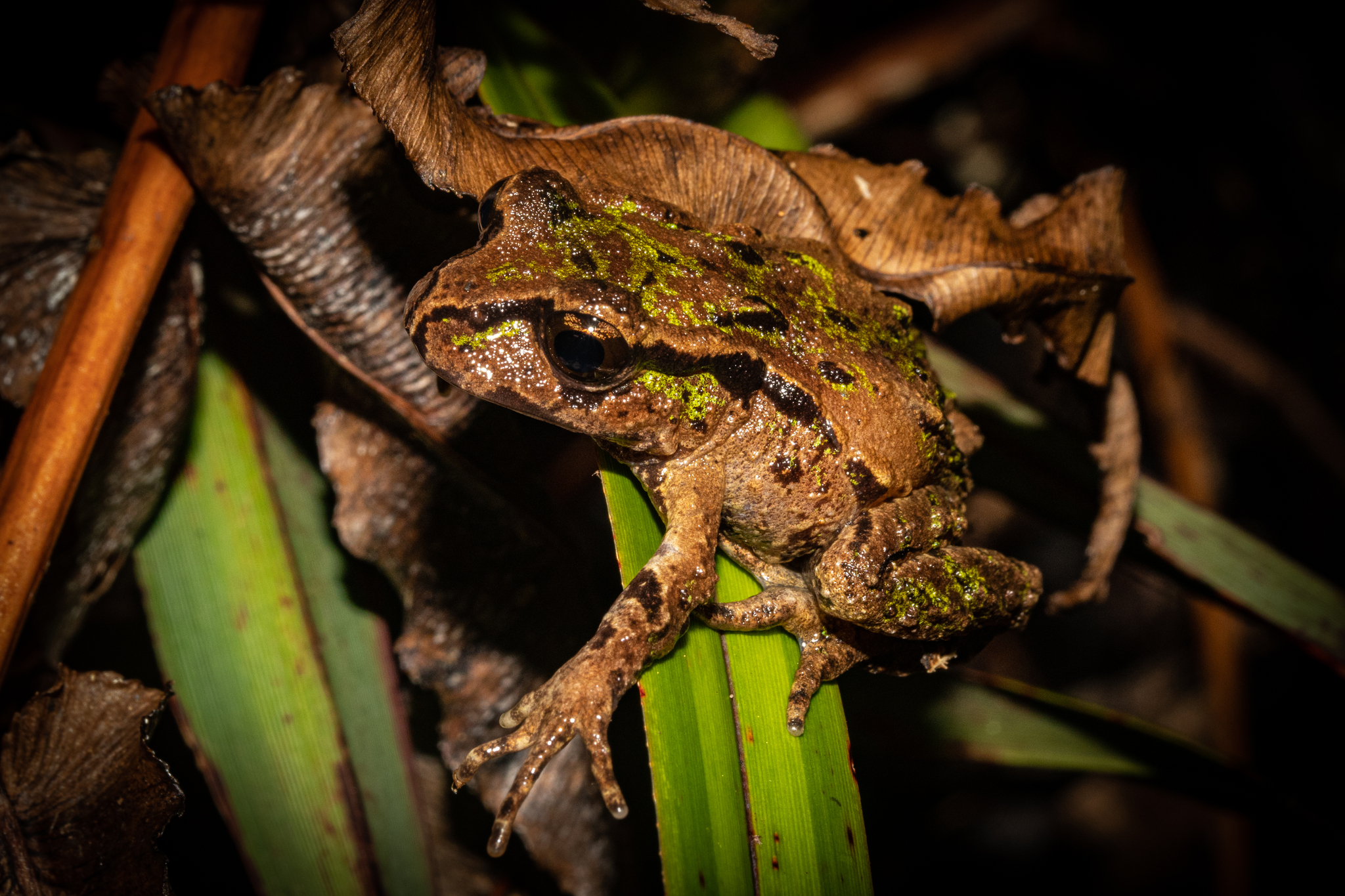 Archey's Frog (Leiopelma archeyi)