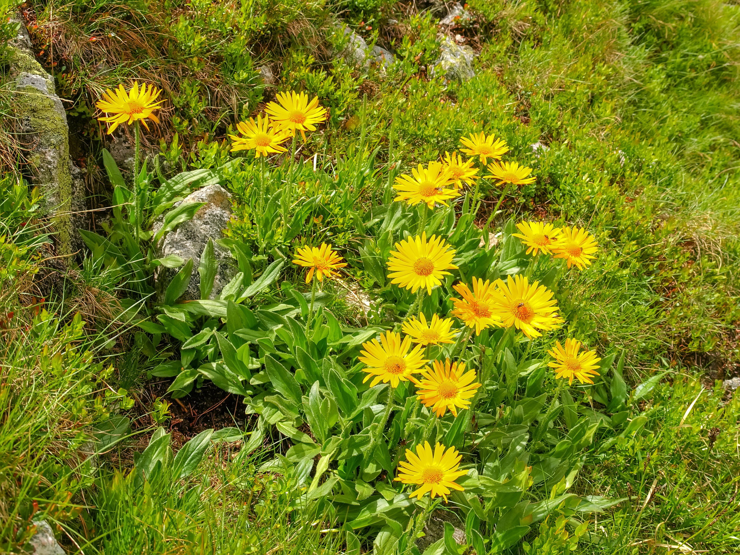 Arnica (Arnica montana)