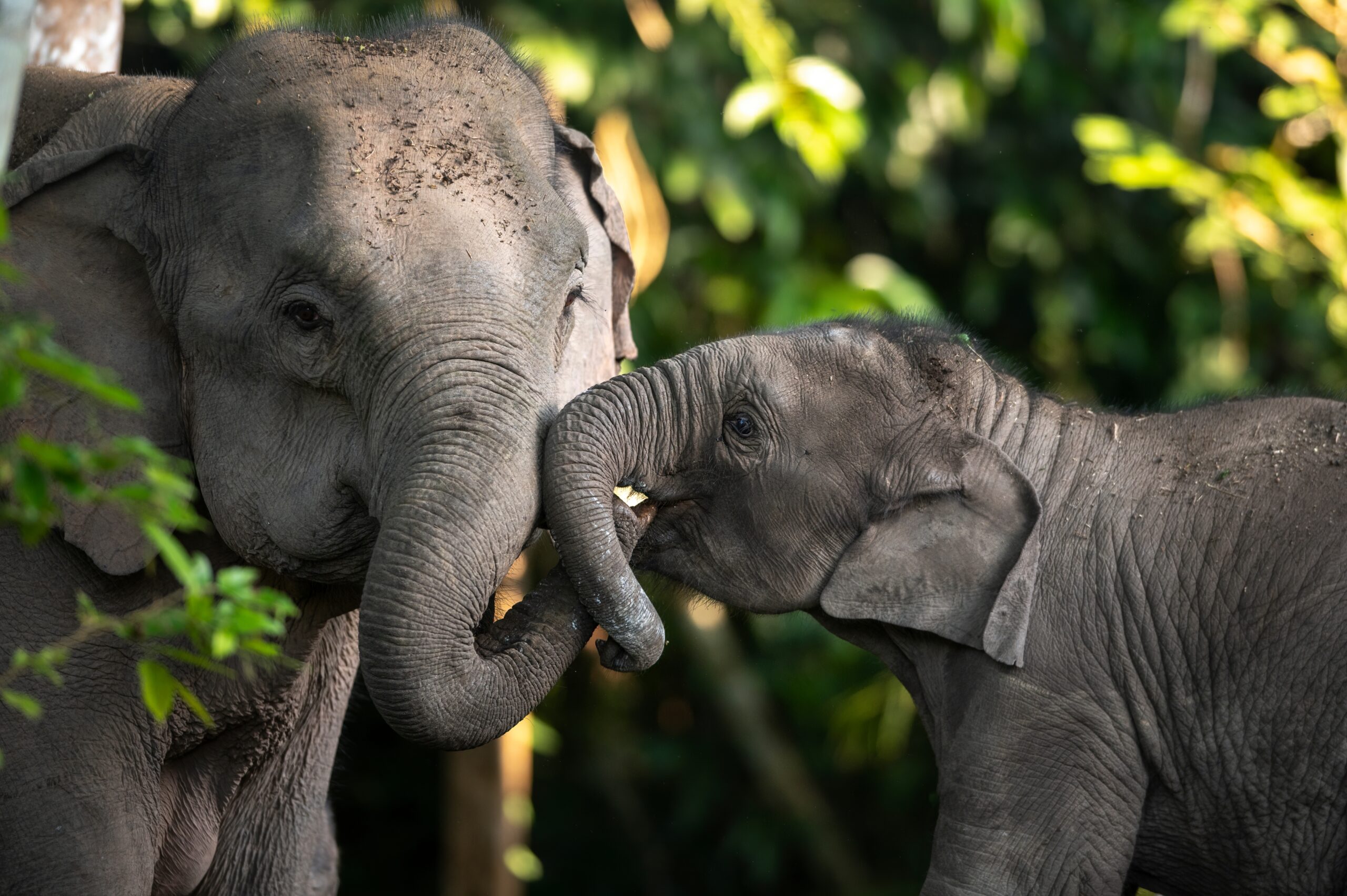 Asian Elephant