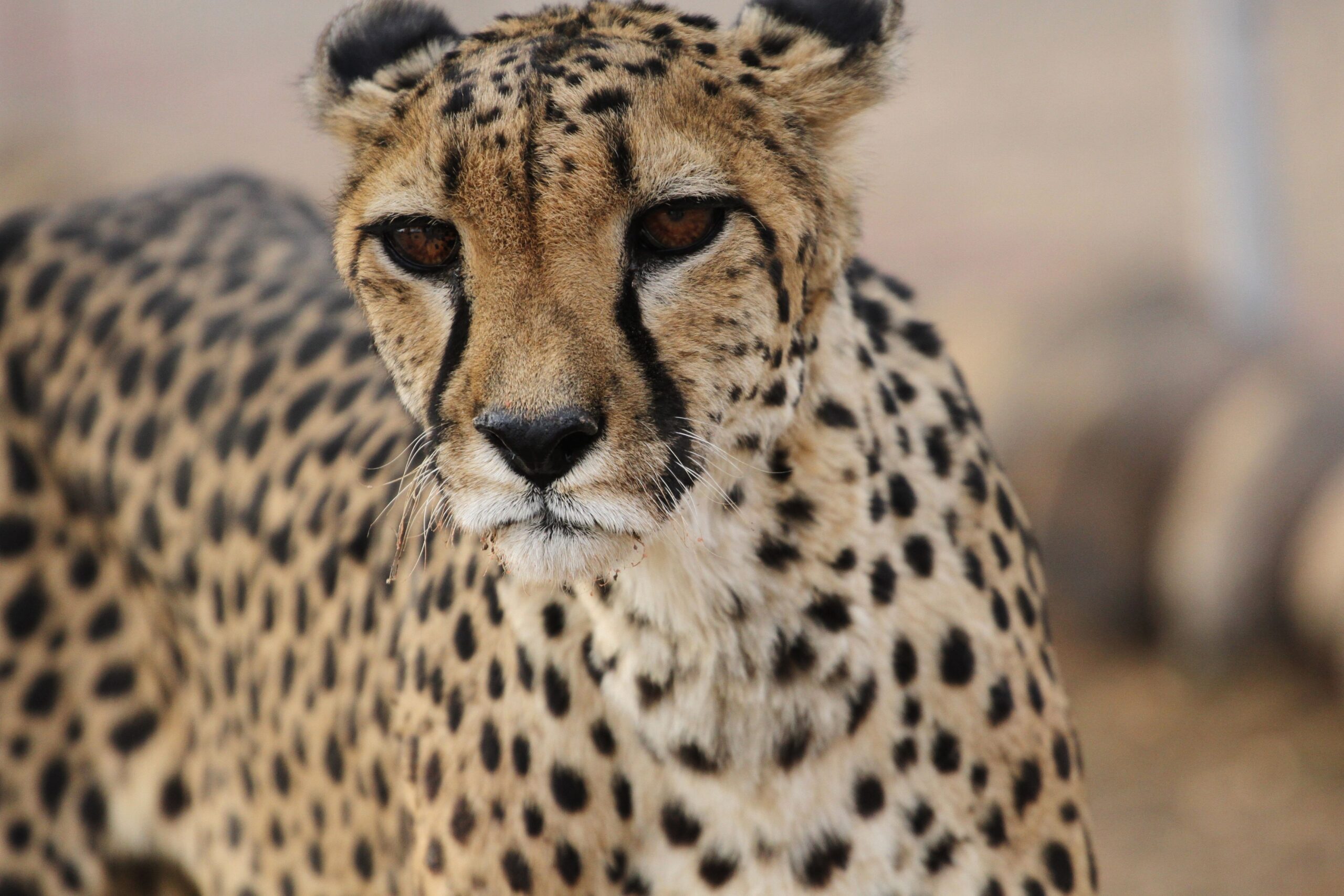 Asiatic Cheetah