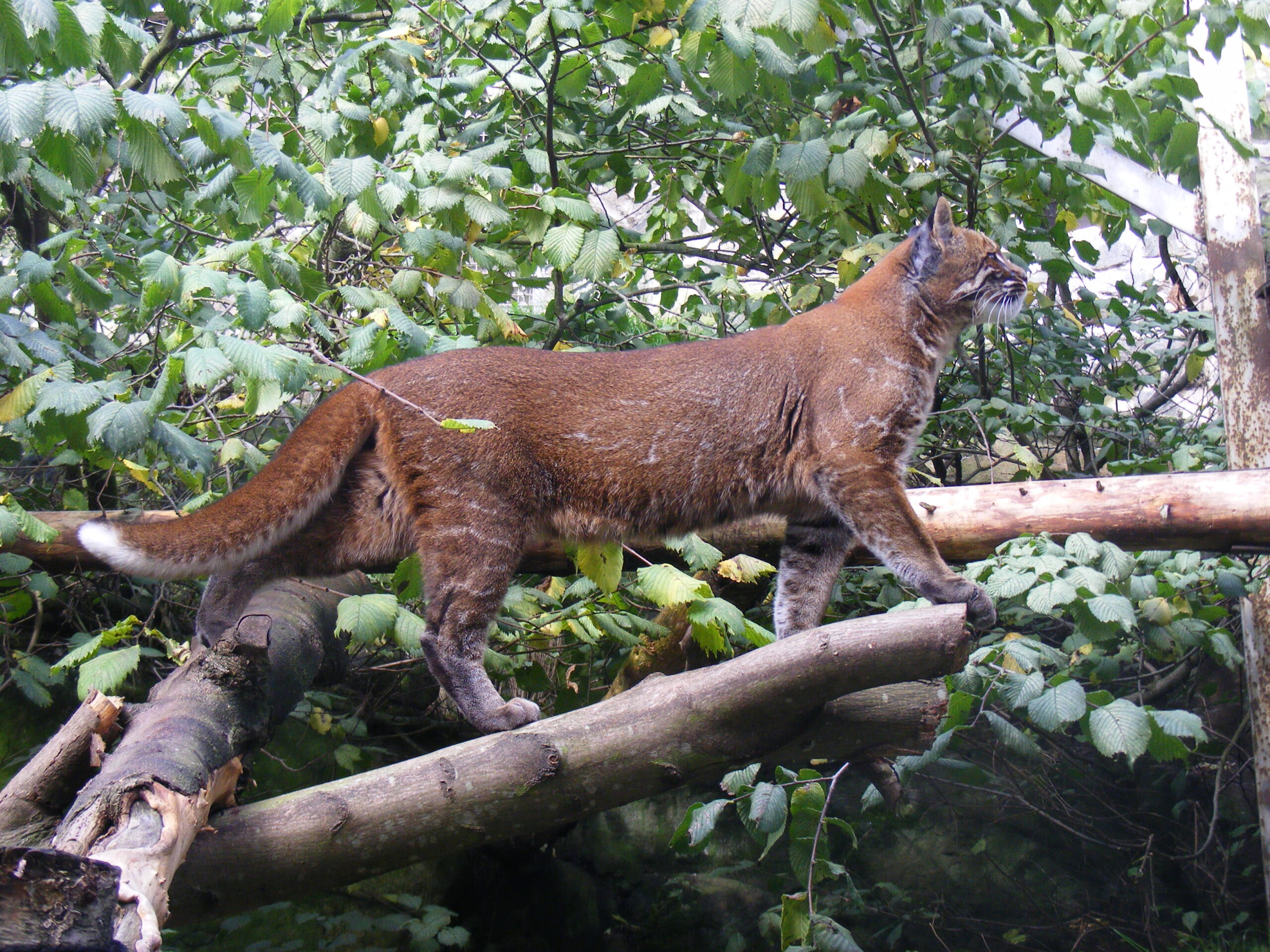 Asiatic Golden Cat