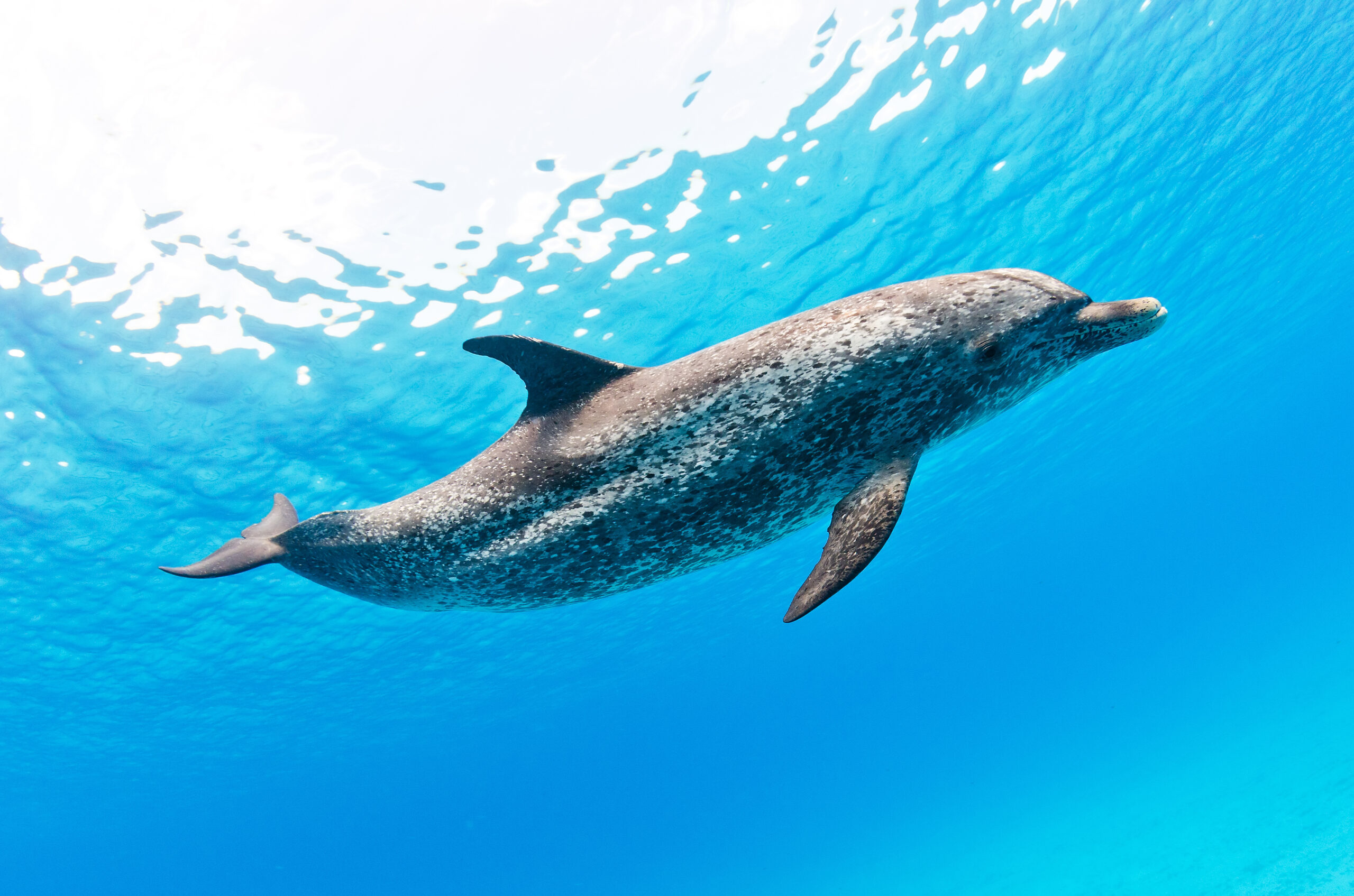 Atlantic Spotted Dolphin