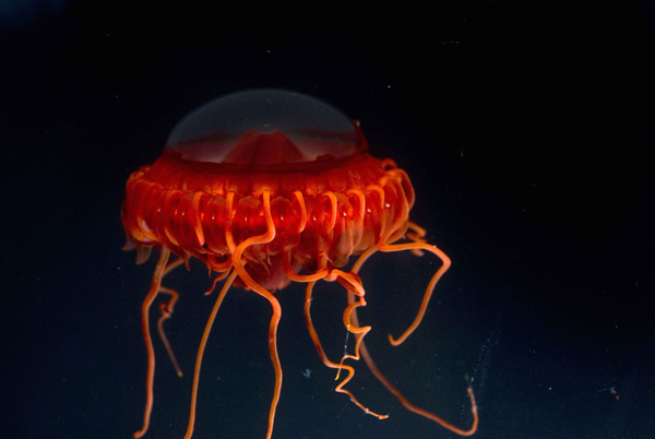 Atolla Jellyfish