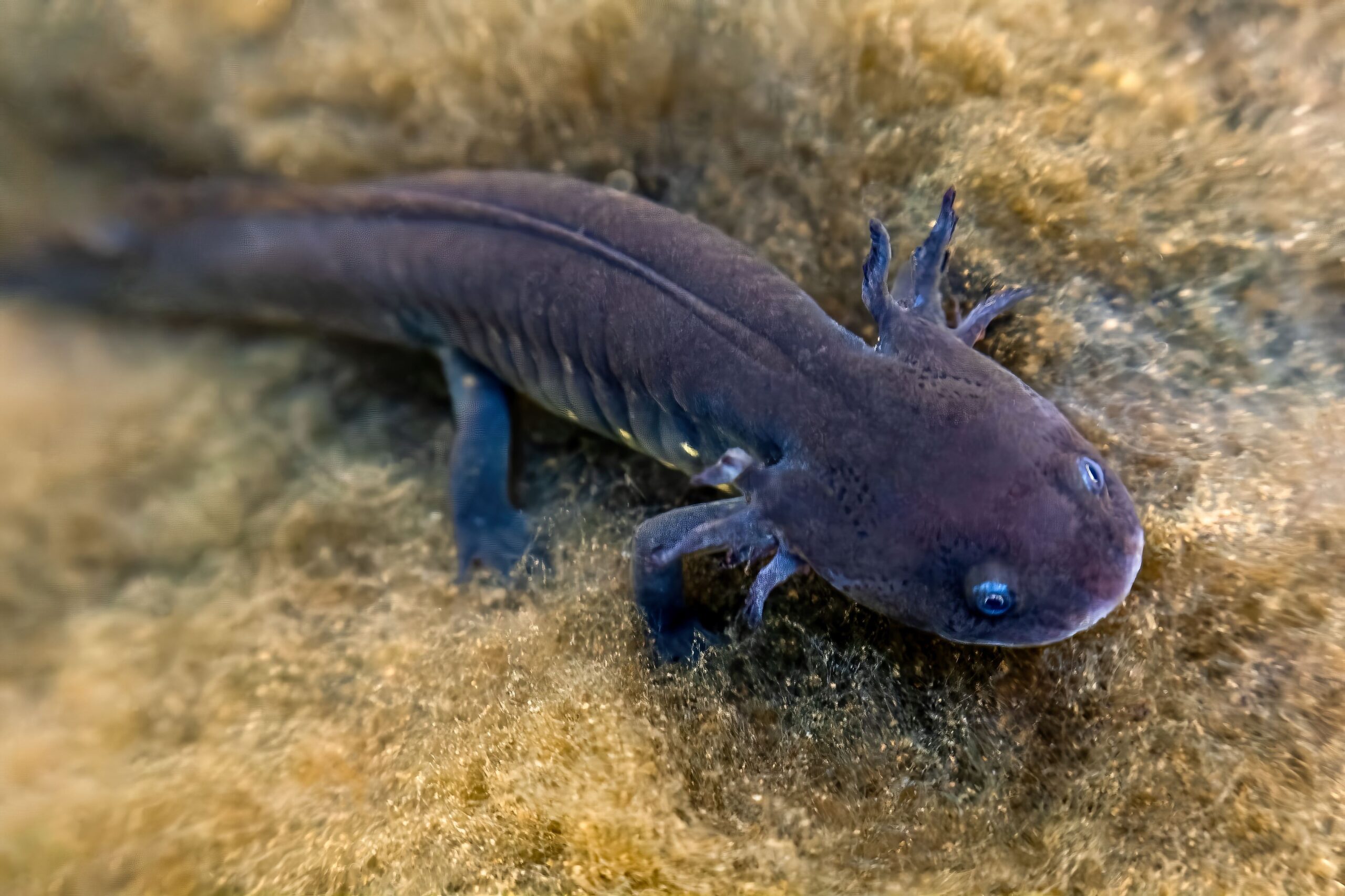 Axolotl