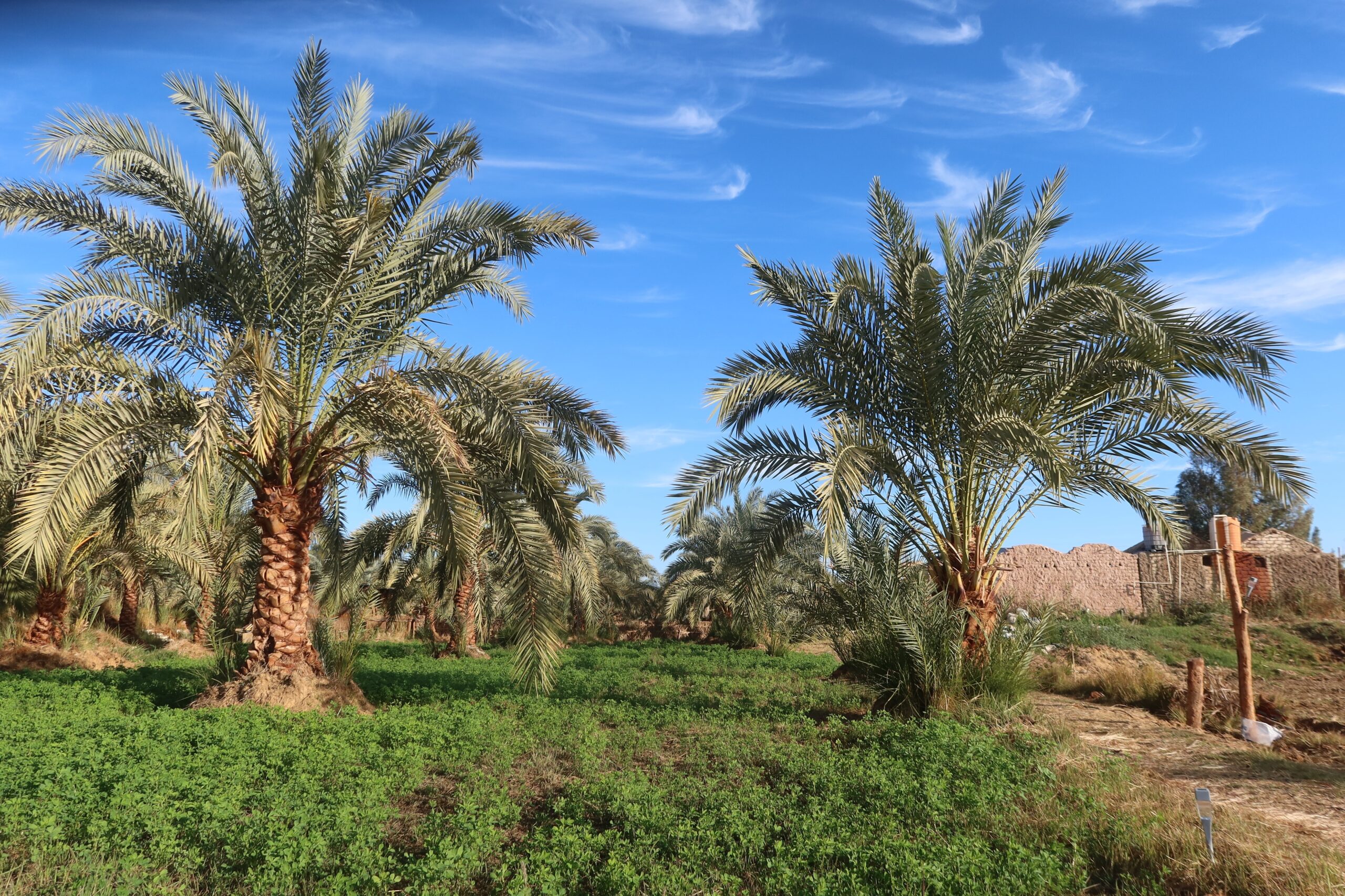 Bahariya Oasis, Egypt