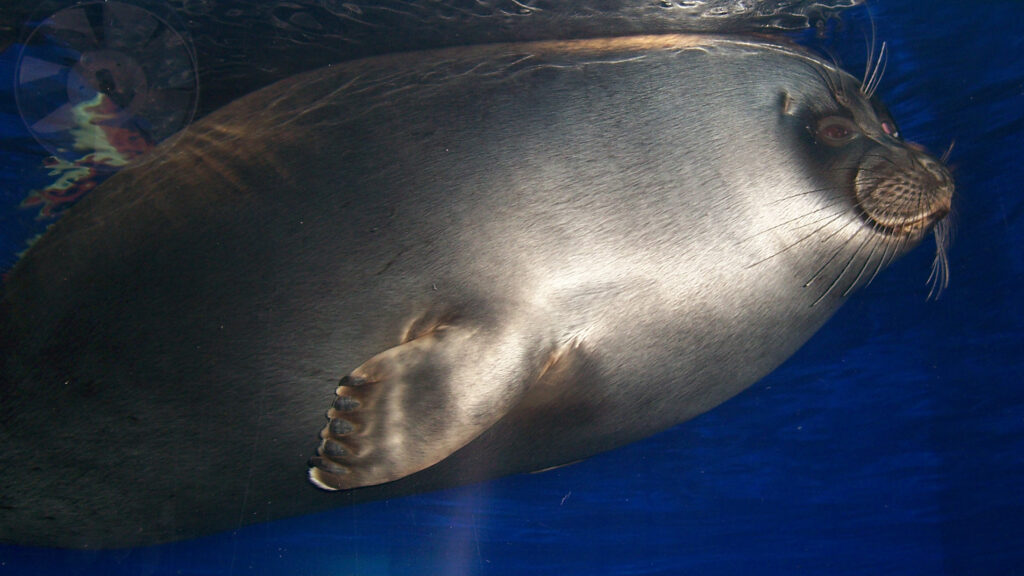 Baikal Seal