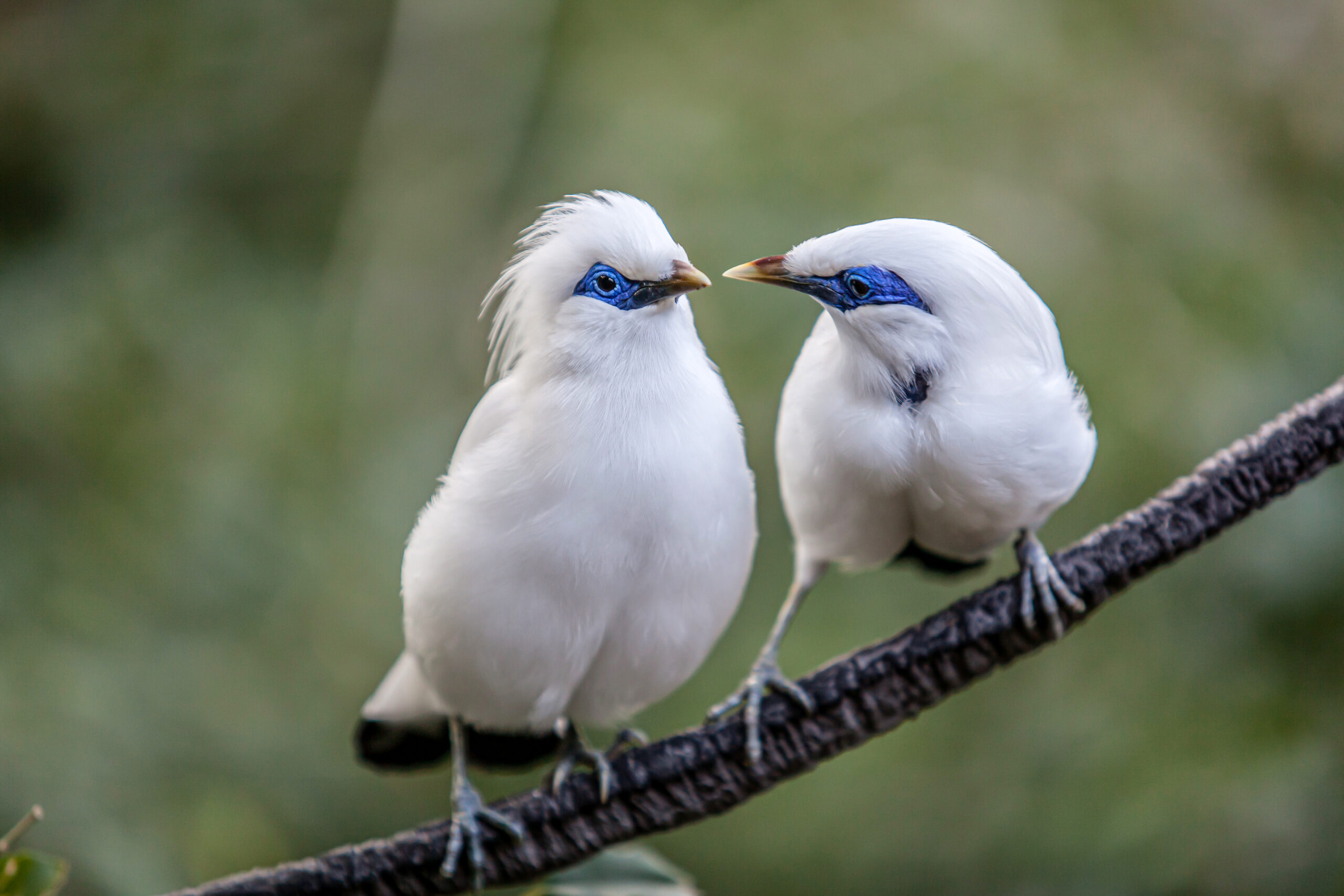 Bali Starling