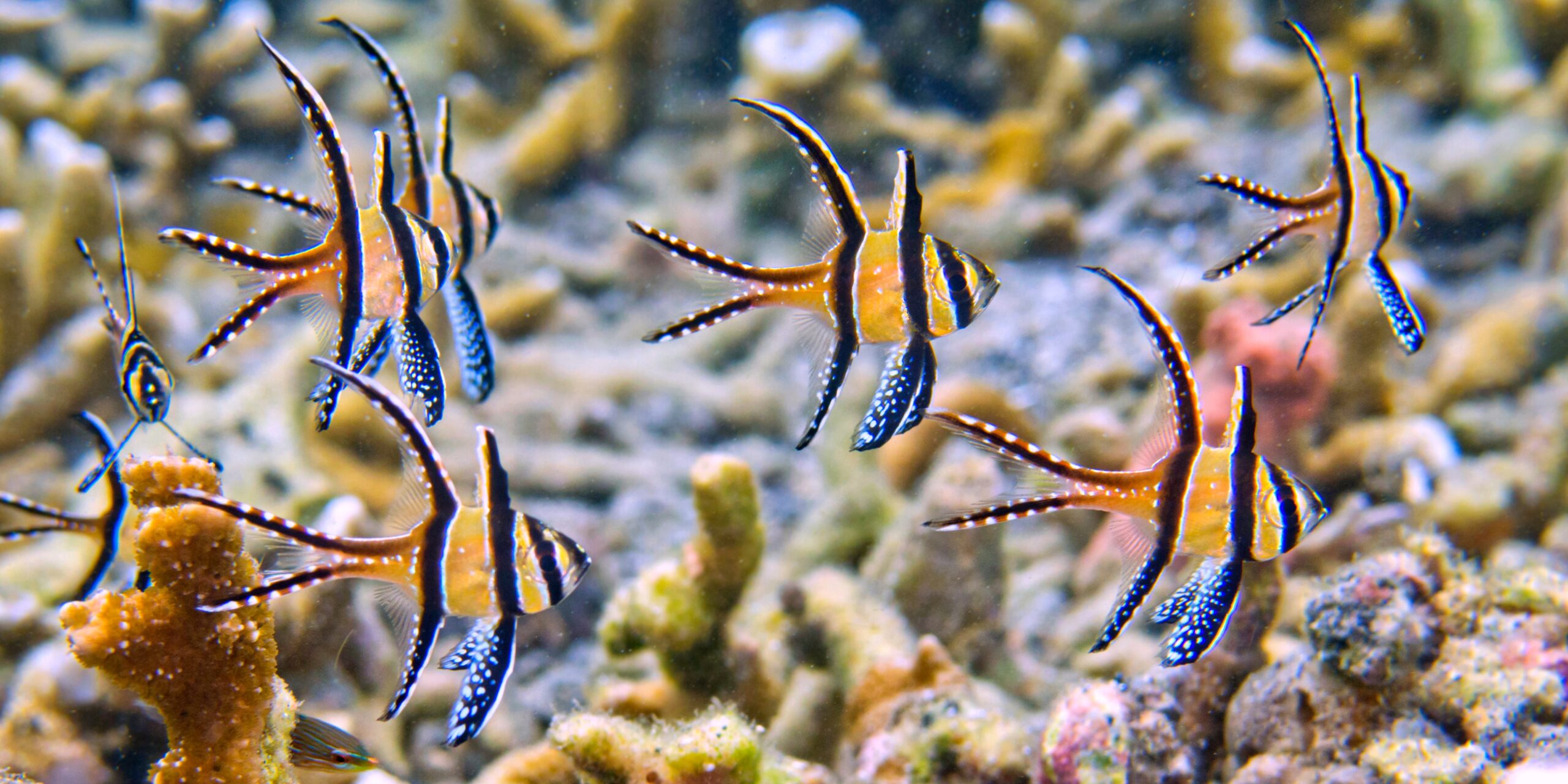 Banggai Cardinalfish