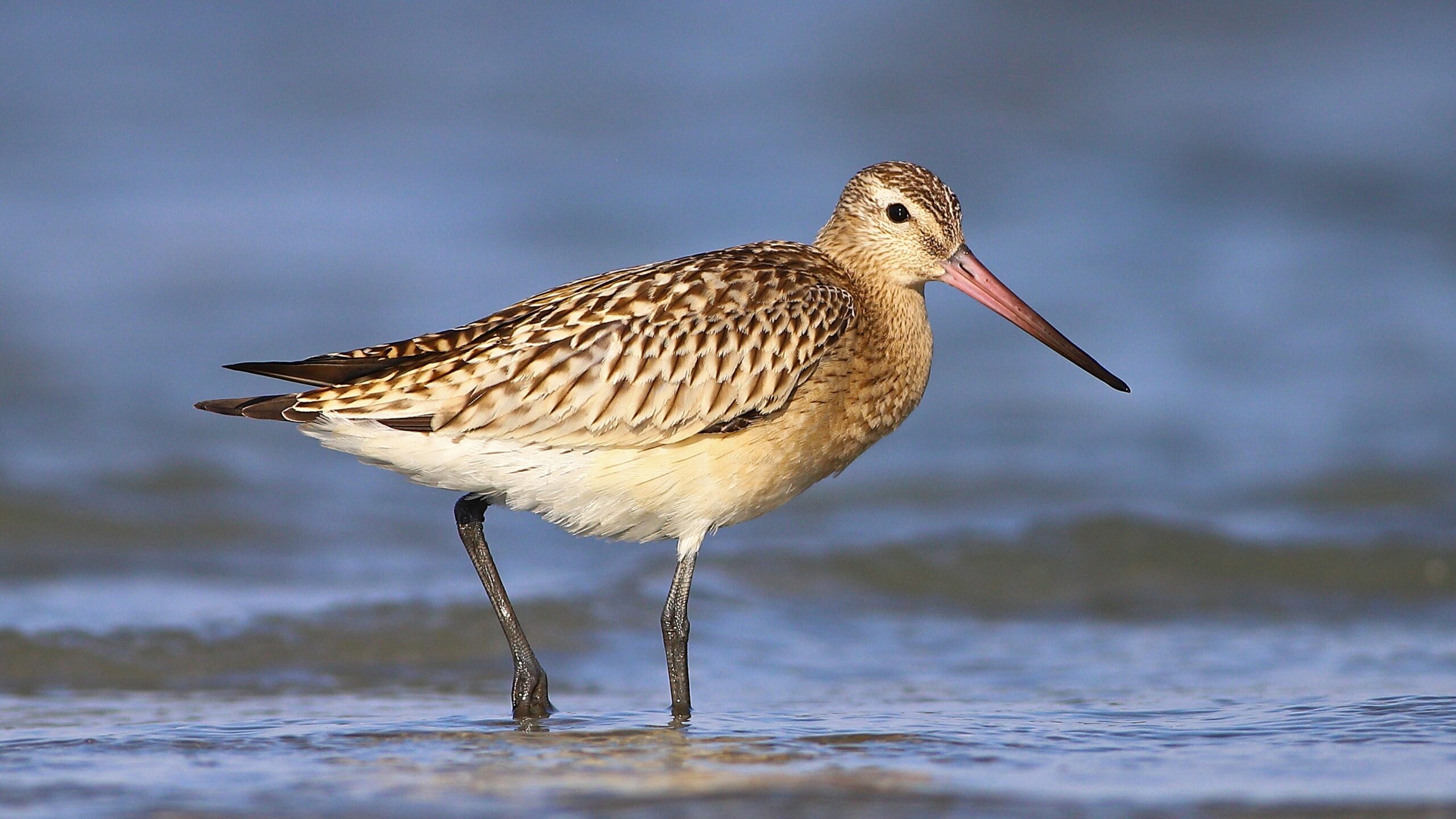 Bar-tailed Godwit