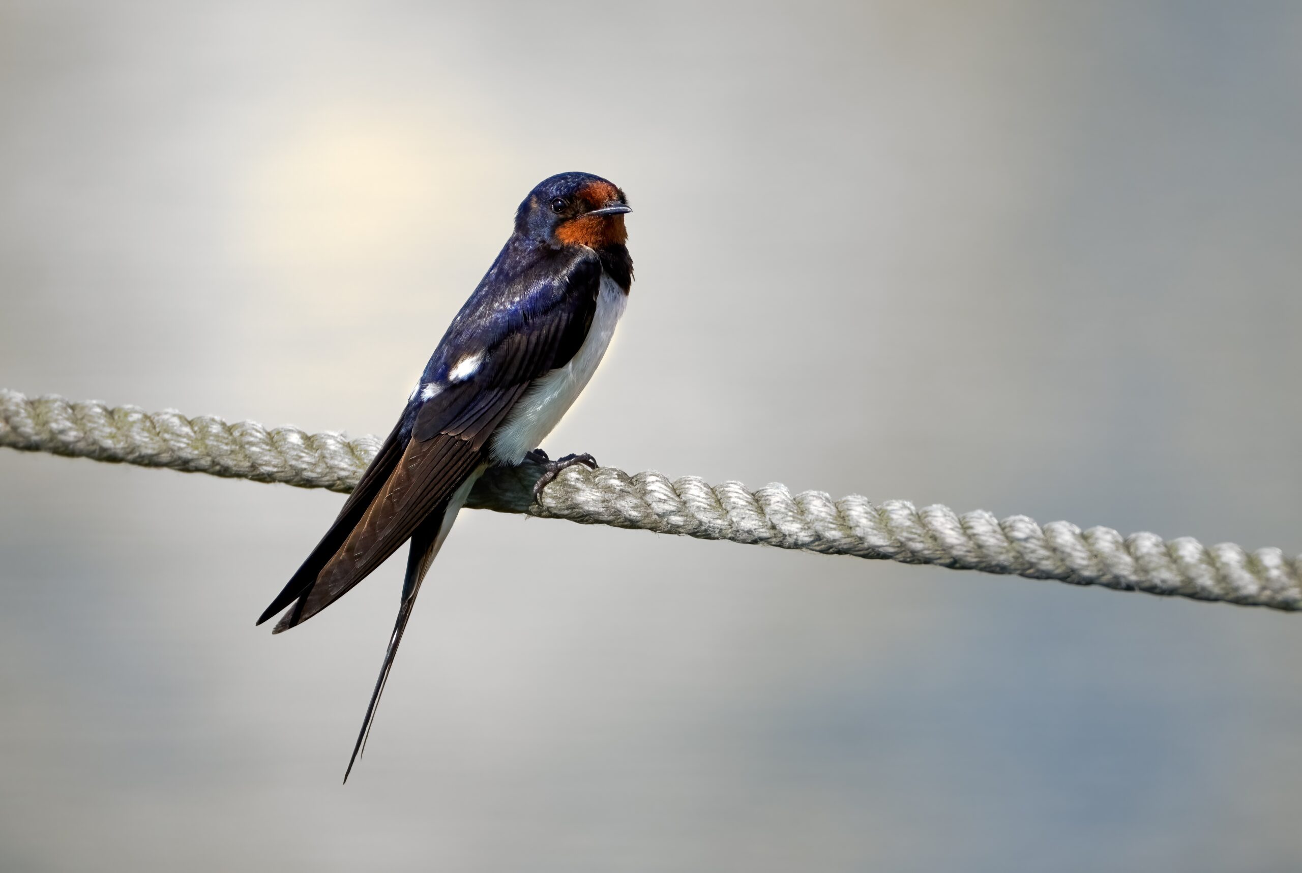 Barn Swallow