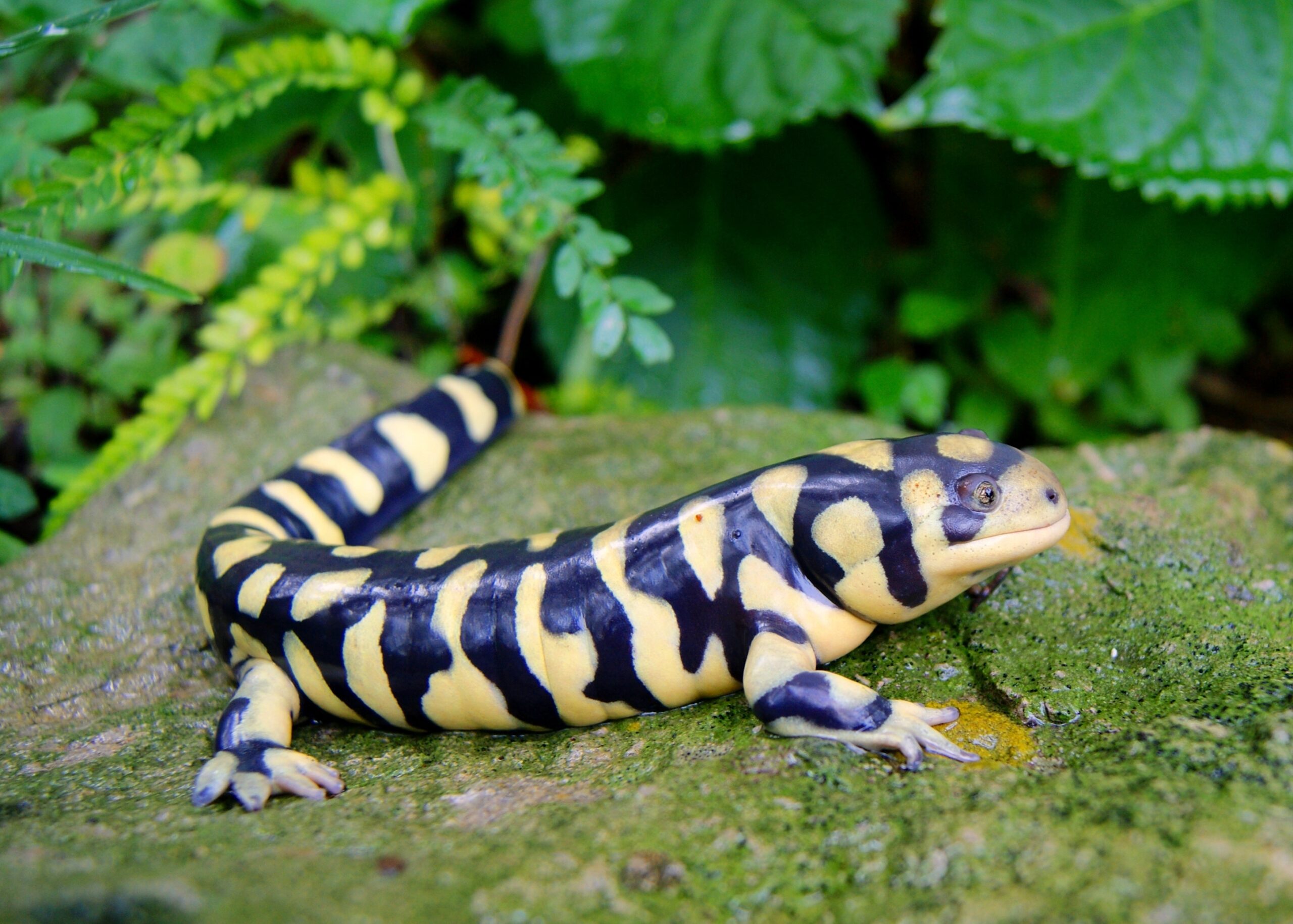 Barred Tiger Salamander