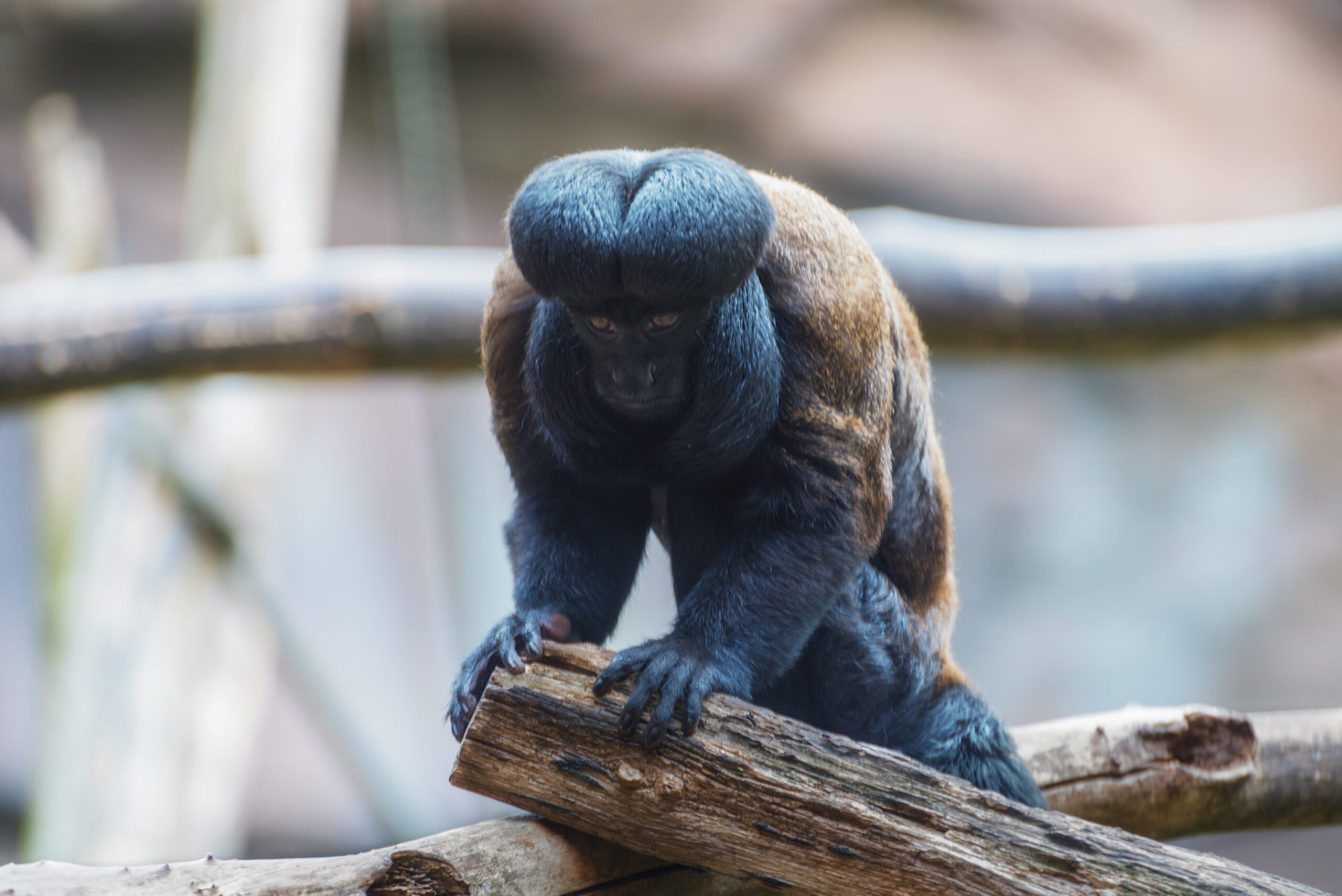 Bearded Saki Monkey