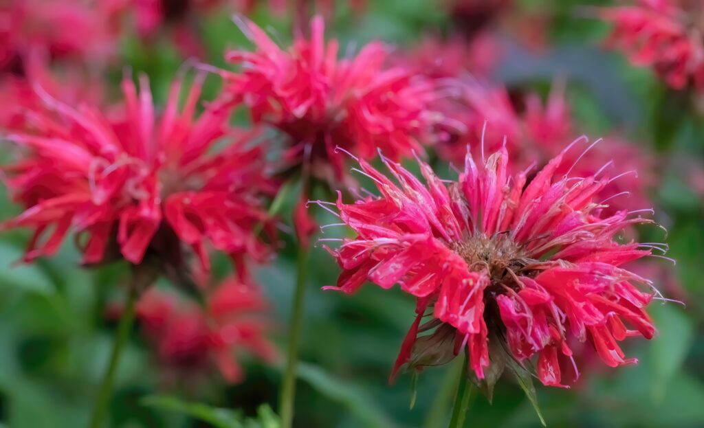 Bee Balm (Monarda)