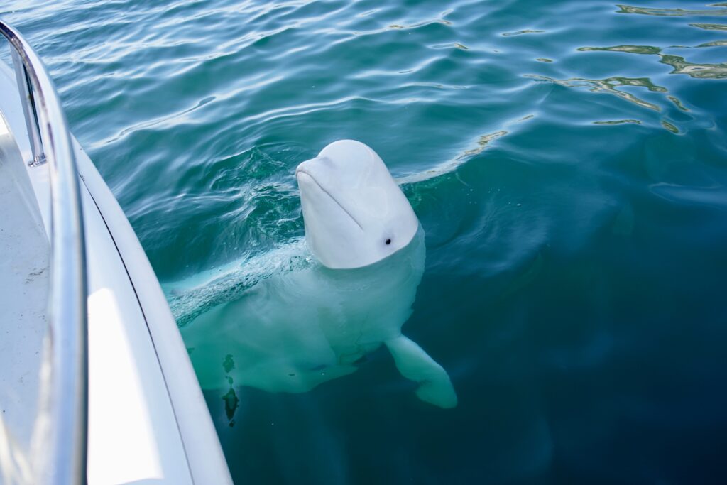 Beluga Whale