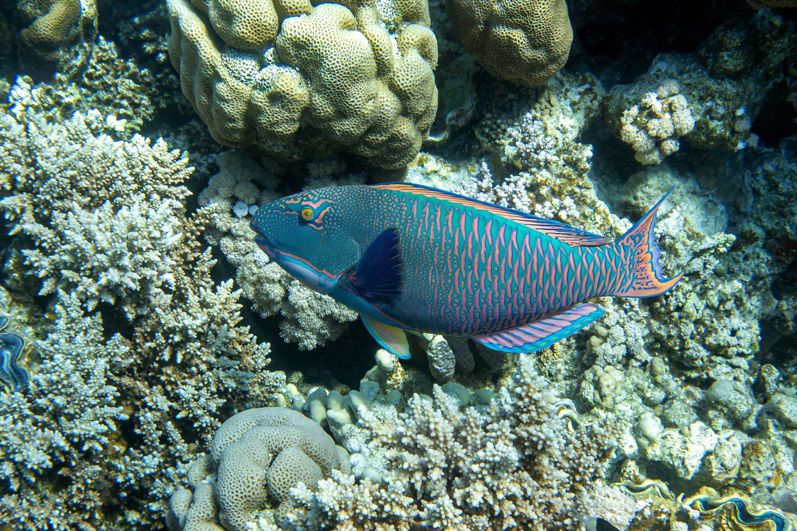 Bicolor Parrotfish