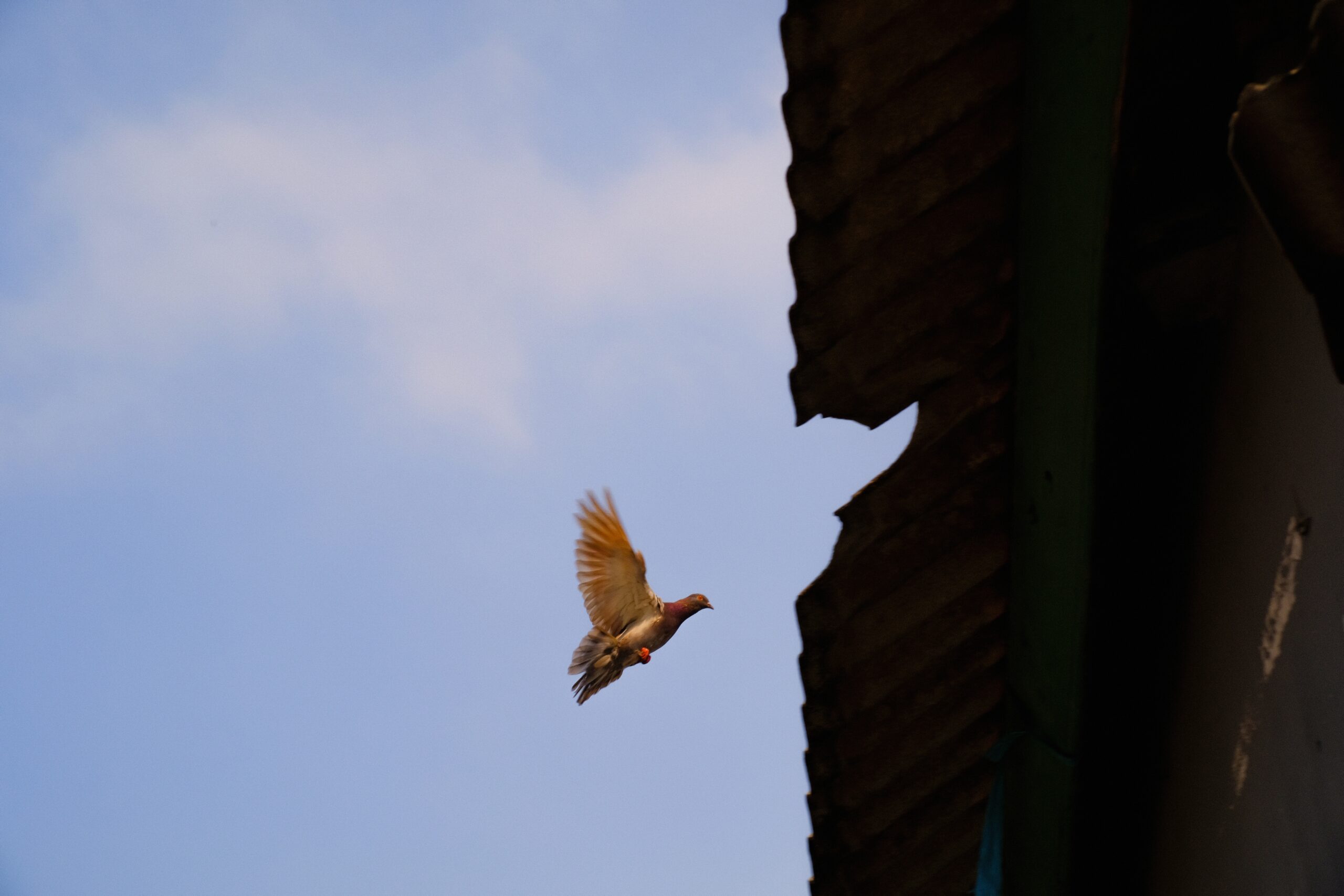 Birds Flying into the House Signal an Impending Death