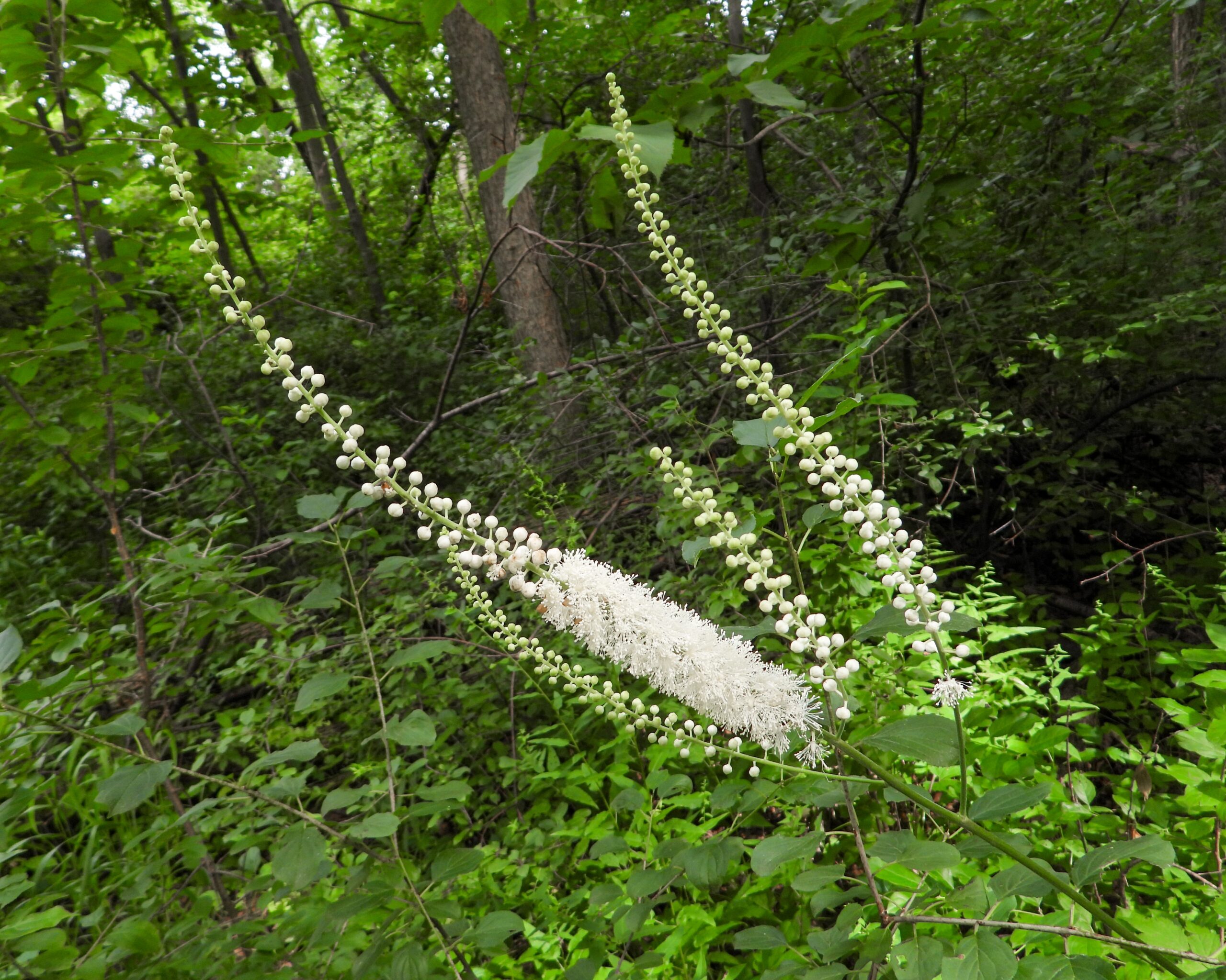 Black Cohosh