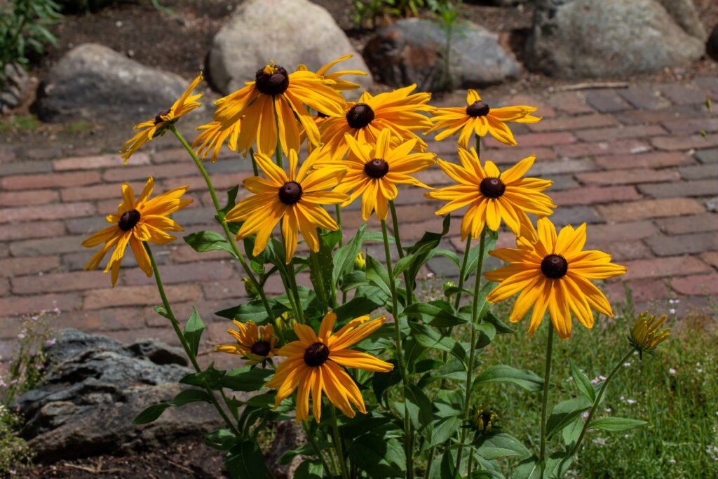 Black-Eyed Susan (Rudbeckia)