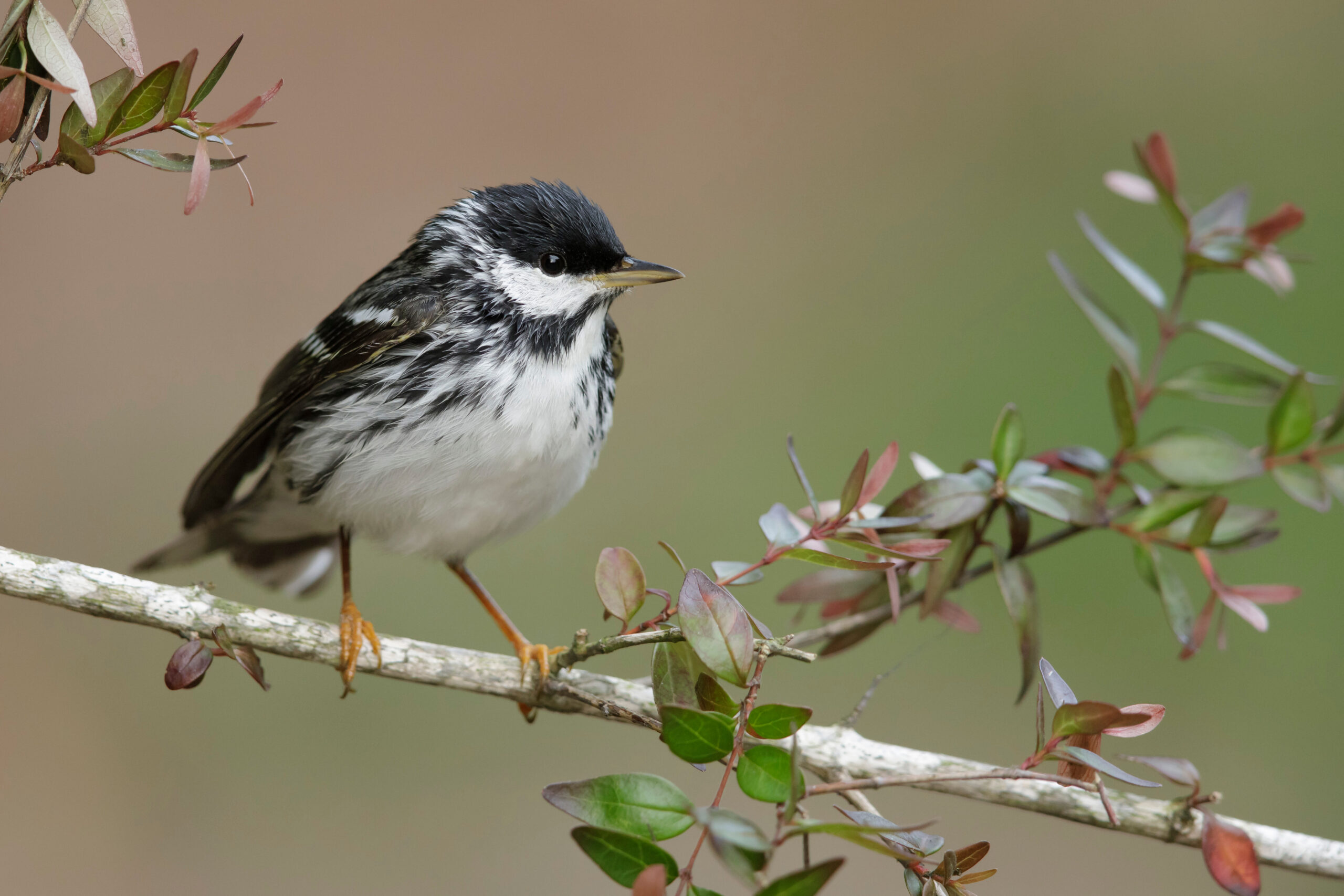 Blackpoll Warbler