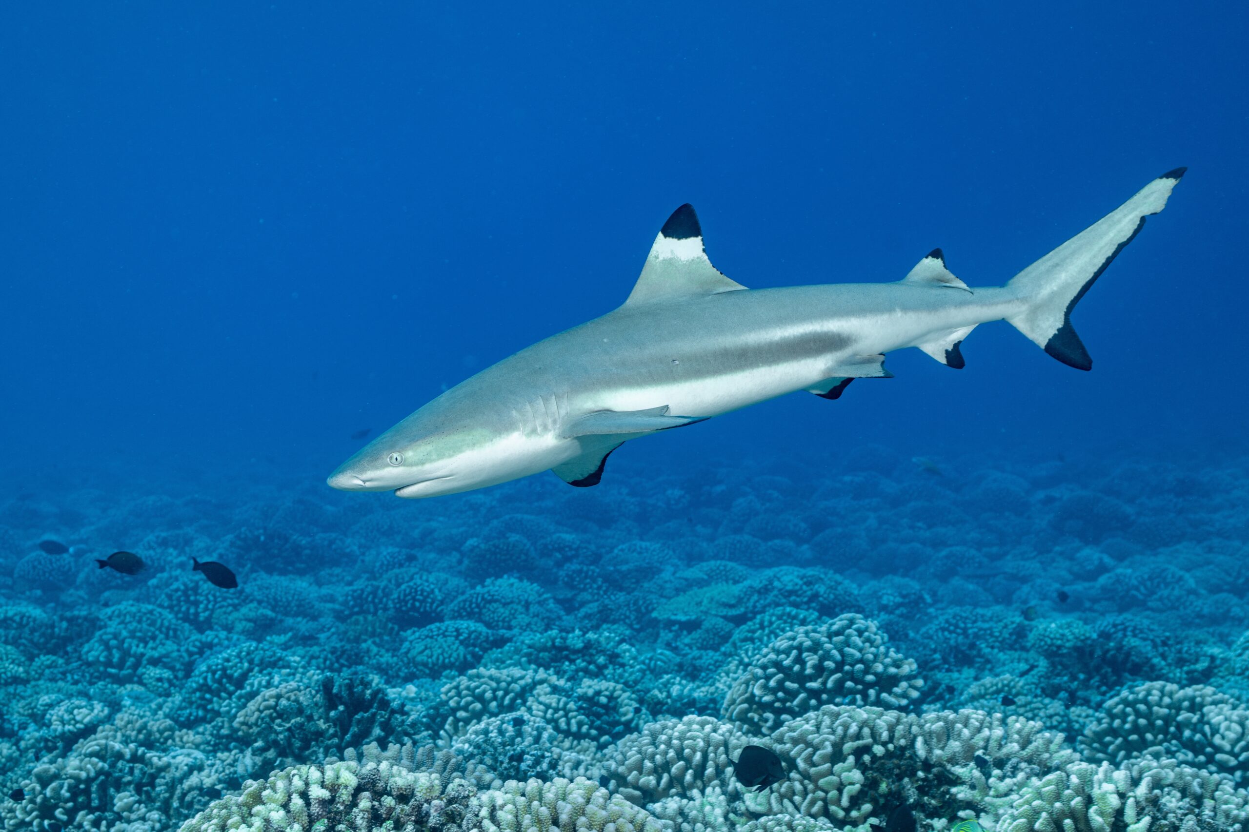 Blacktip Shark Migration