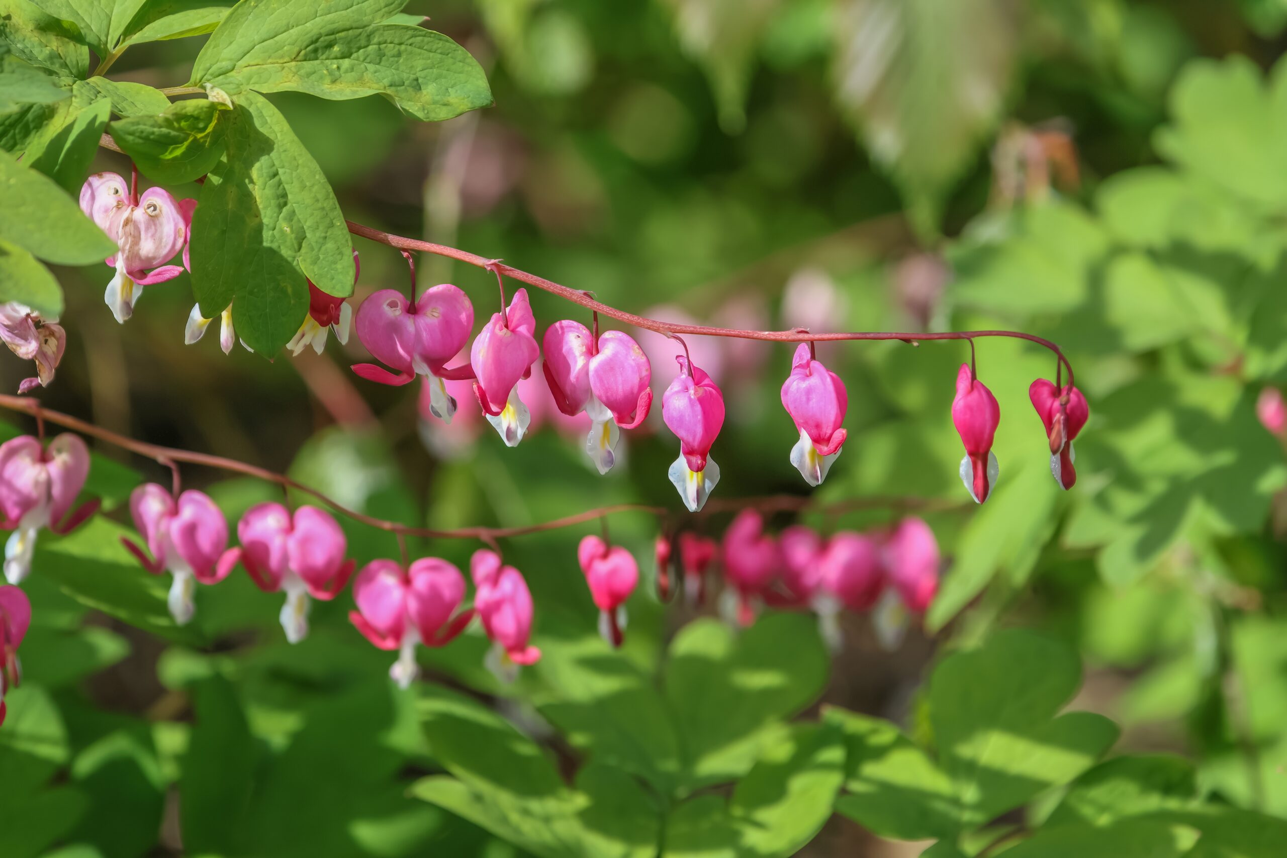 Bleeding Heart