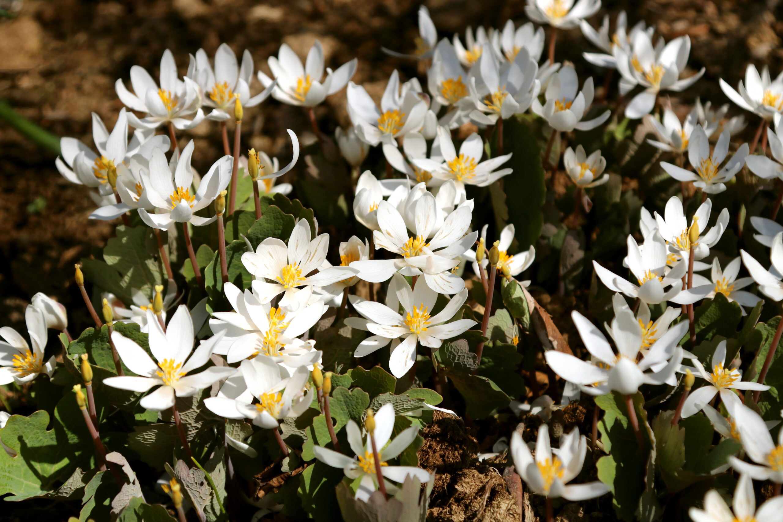 Bloodroot