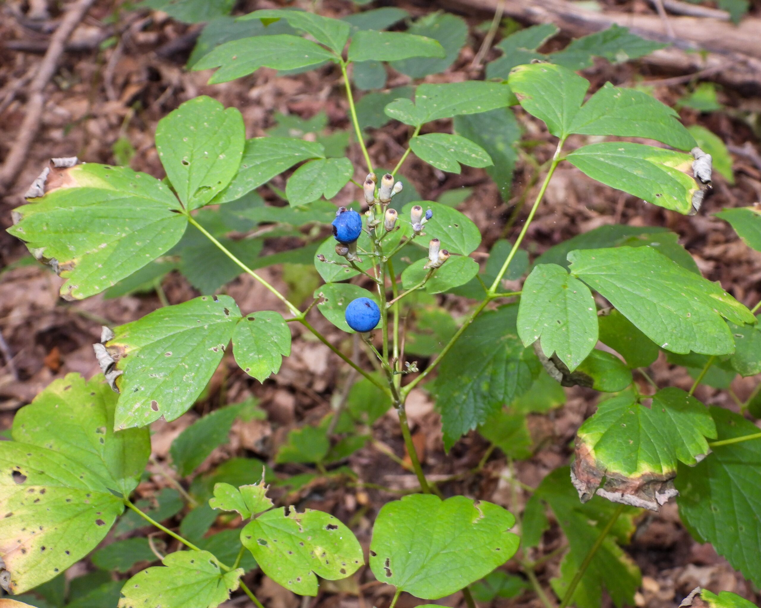 Blue Cohosh