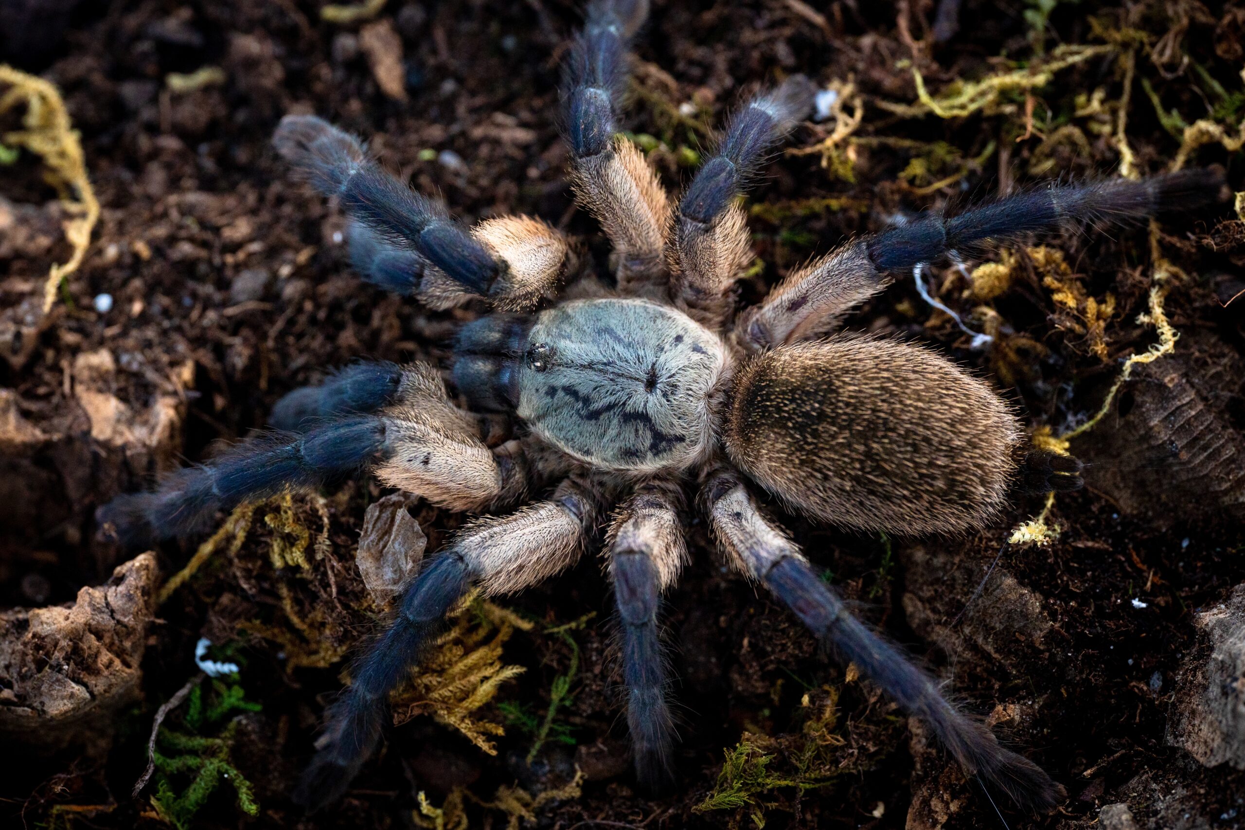 Blue-Footed Baboon Tarantula (Monocentropus balfouri)