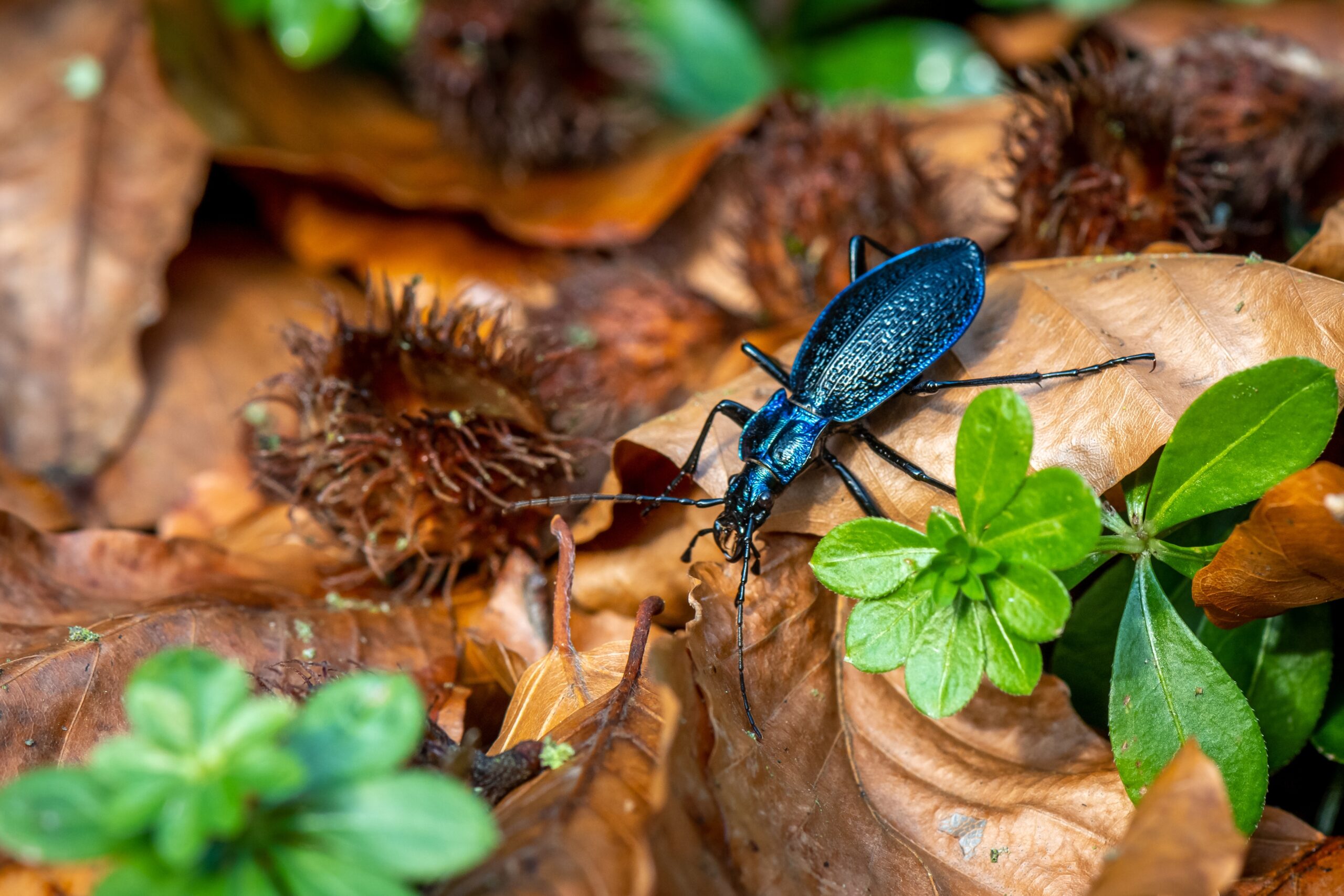 Blue Ground Beetle (Carabus intricatus)