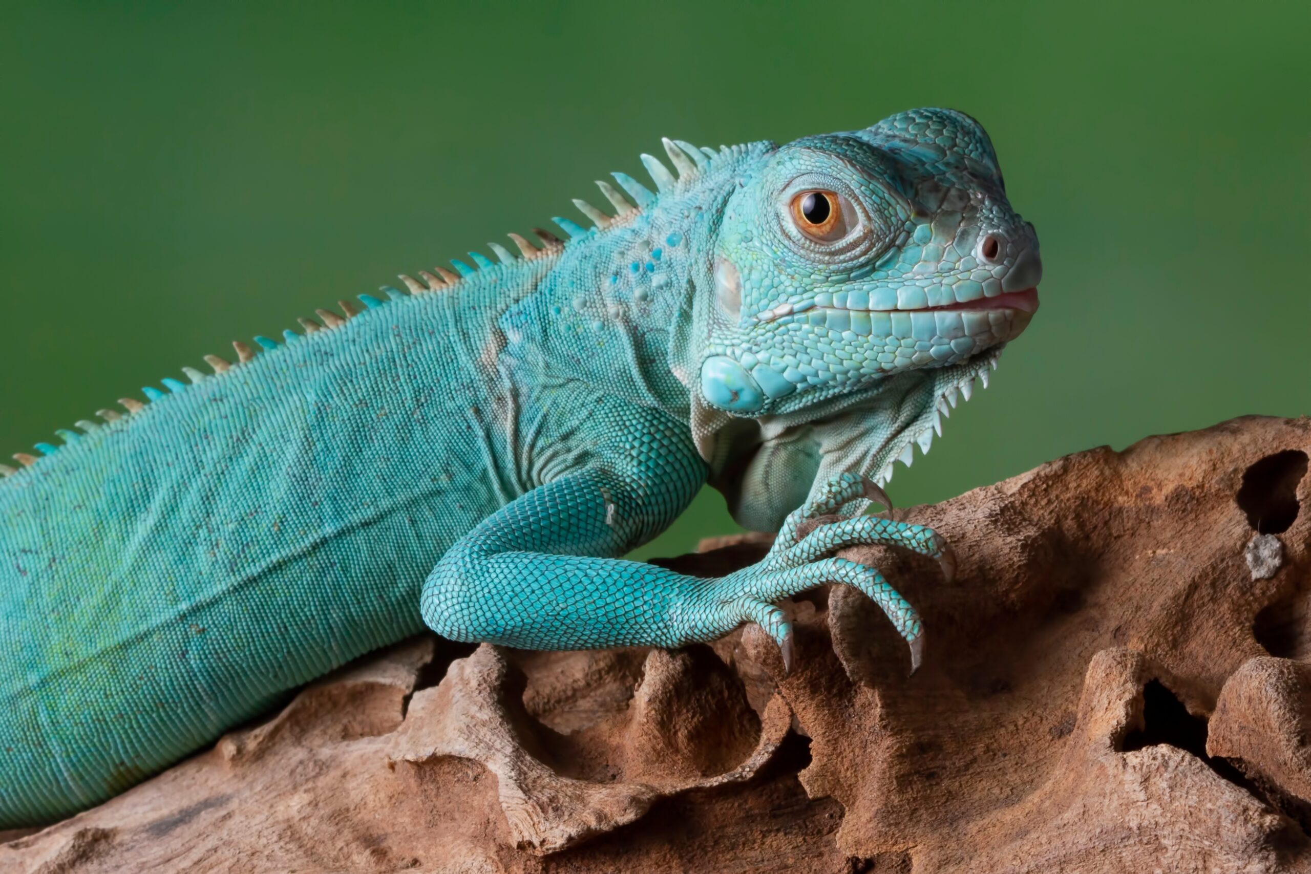 Blue Iguana