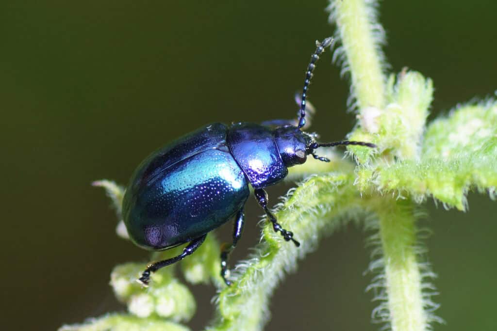 Blue Mint Beetle (Chrysolina coerulans)