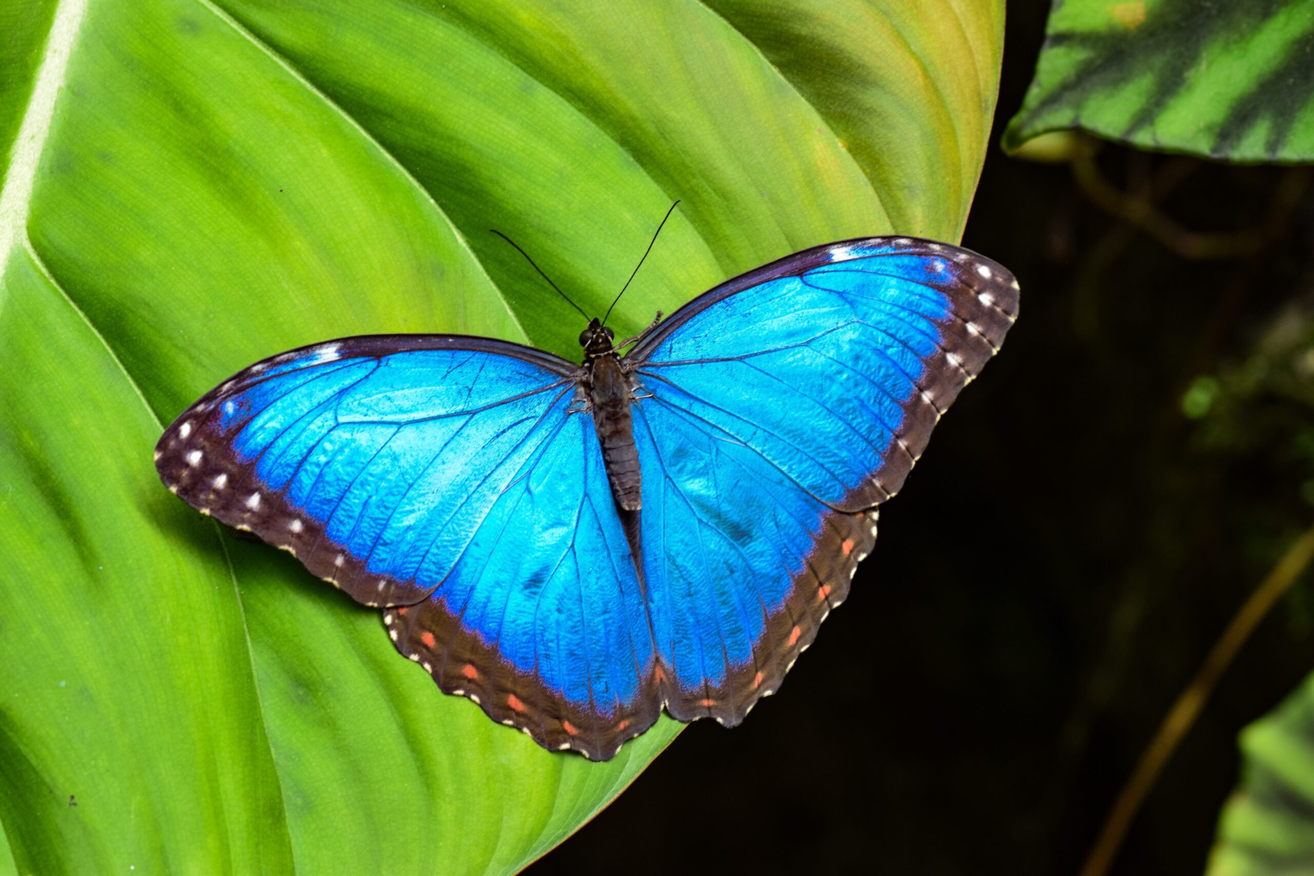 Blue Morpho Butterfly