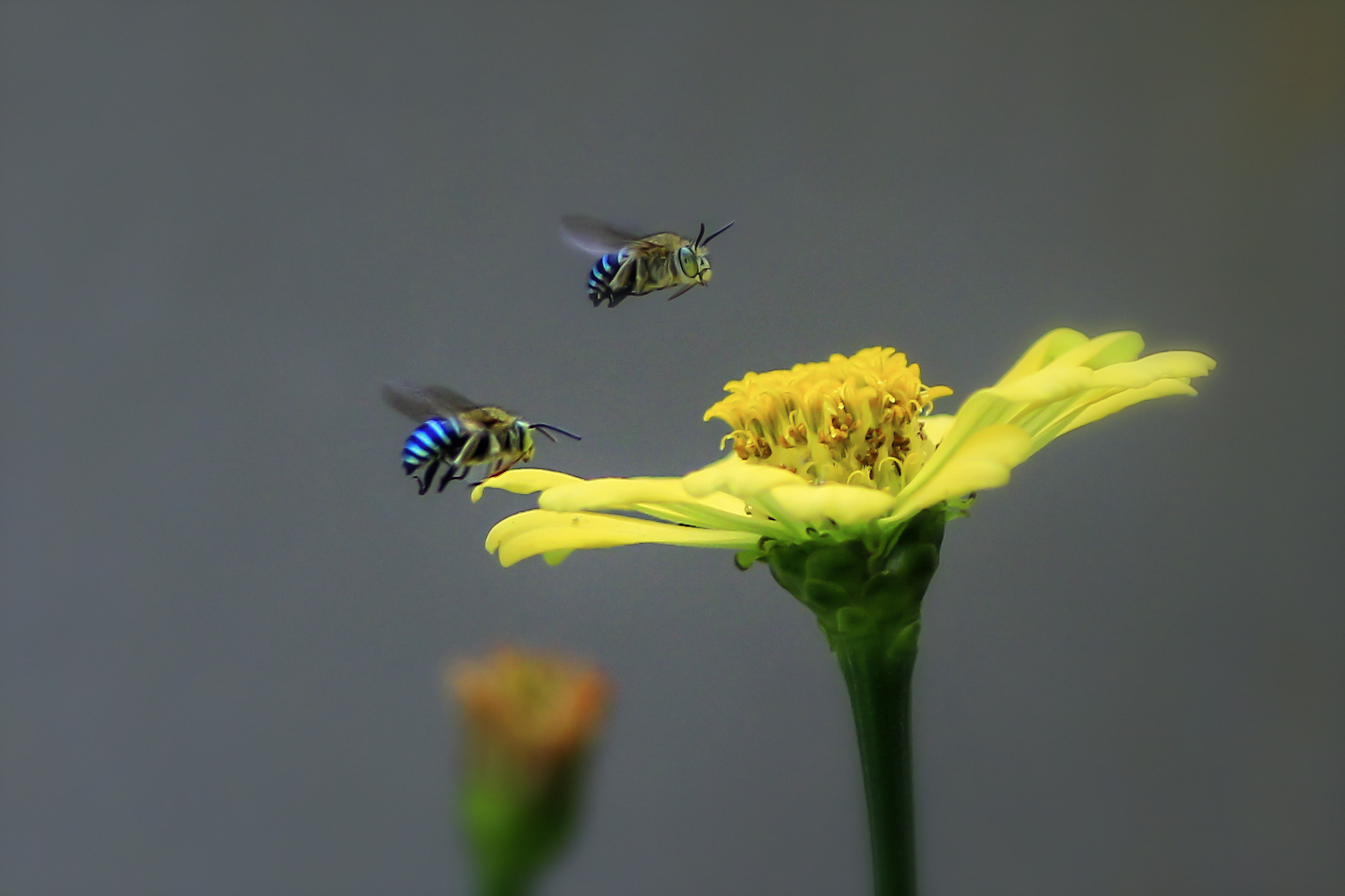 Blue Orchard Bee