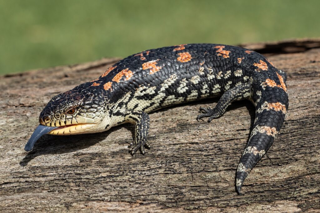 Blue-Tongued Skink