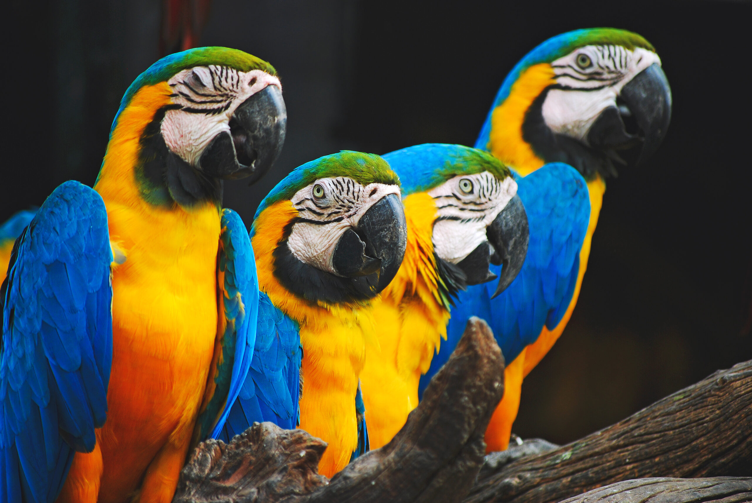 Blue-throated Macaw