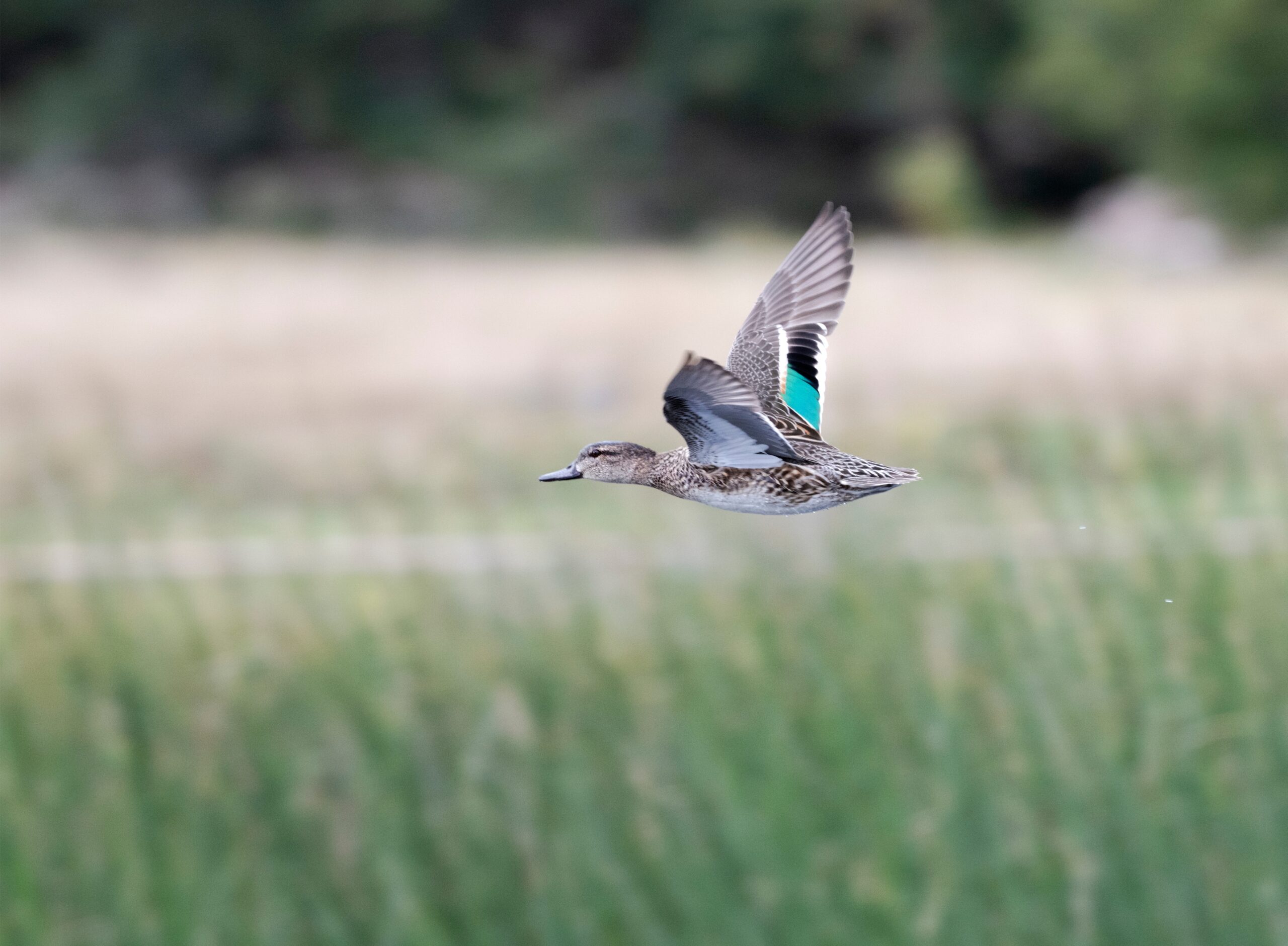 Blue-winged Teal