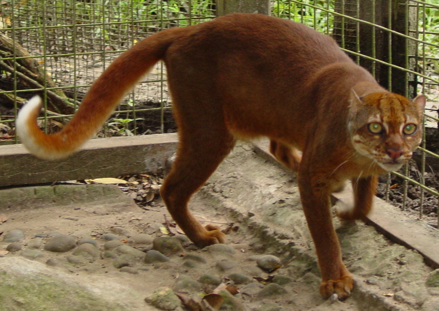 Borneo Bay Cat