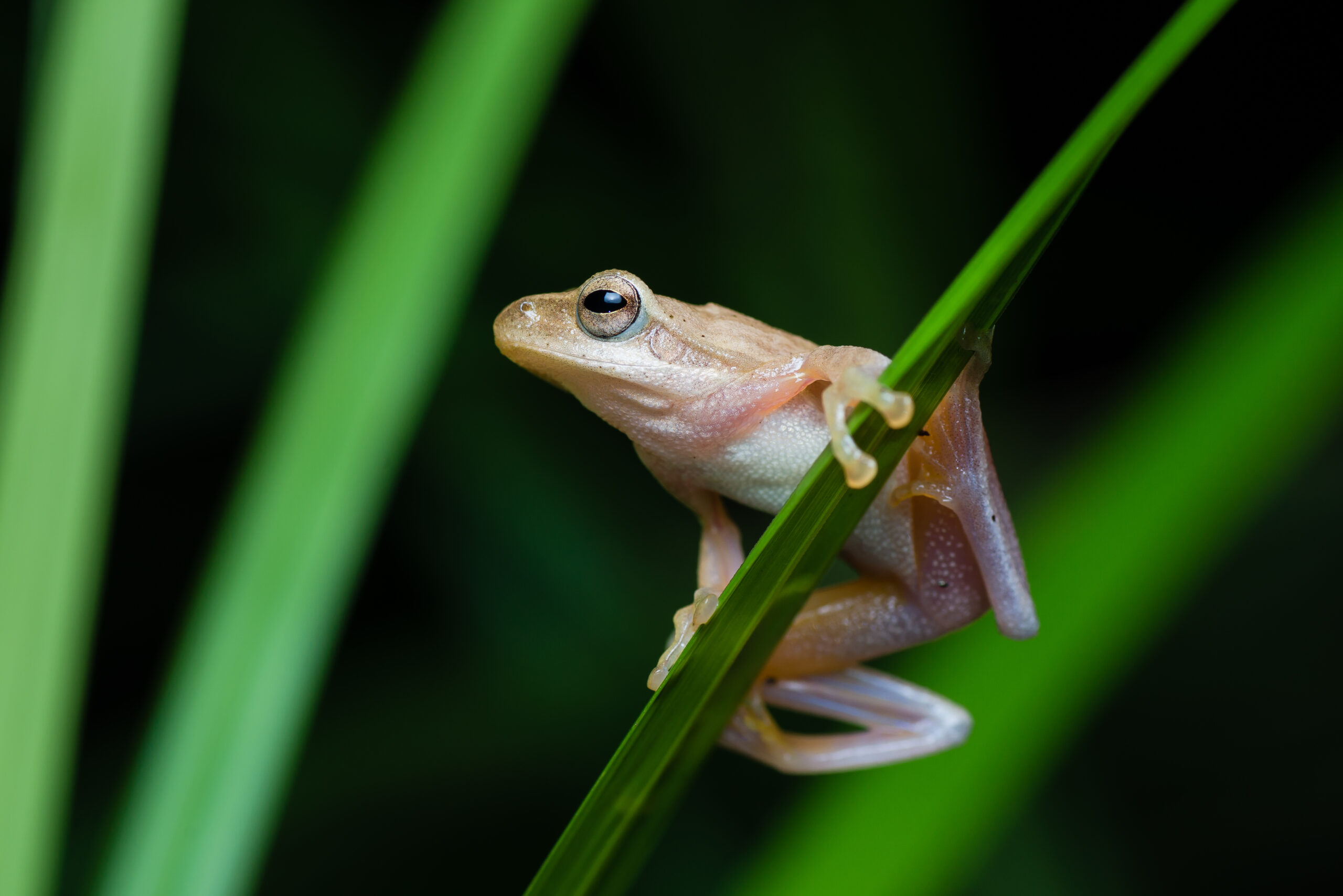 Boulenger’s Asian Tree Frog