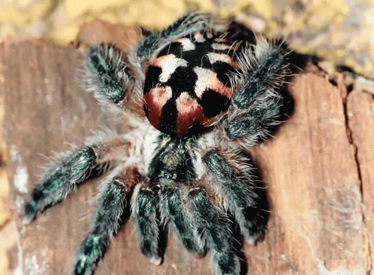 Brazilian Jewel Tarantula (Typhochlaena seladonia)