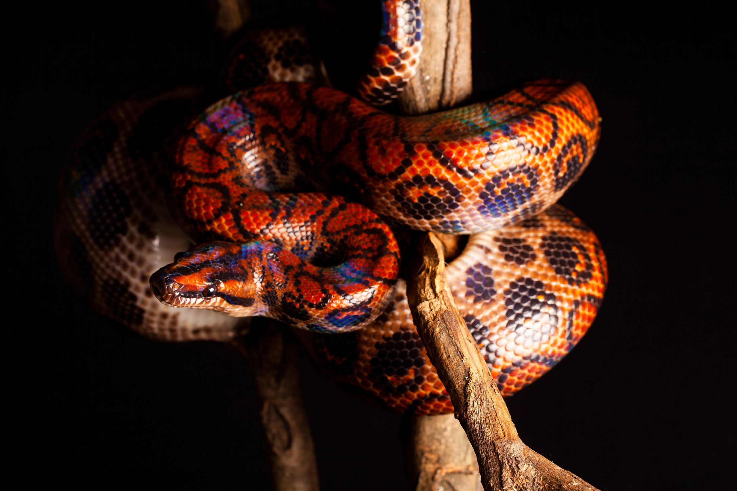 Brazilian Rainbow Boa