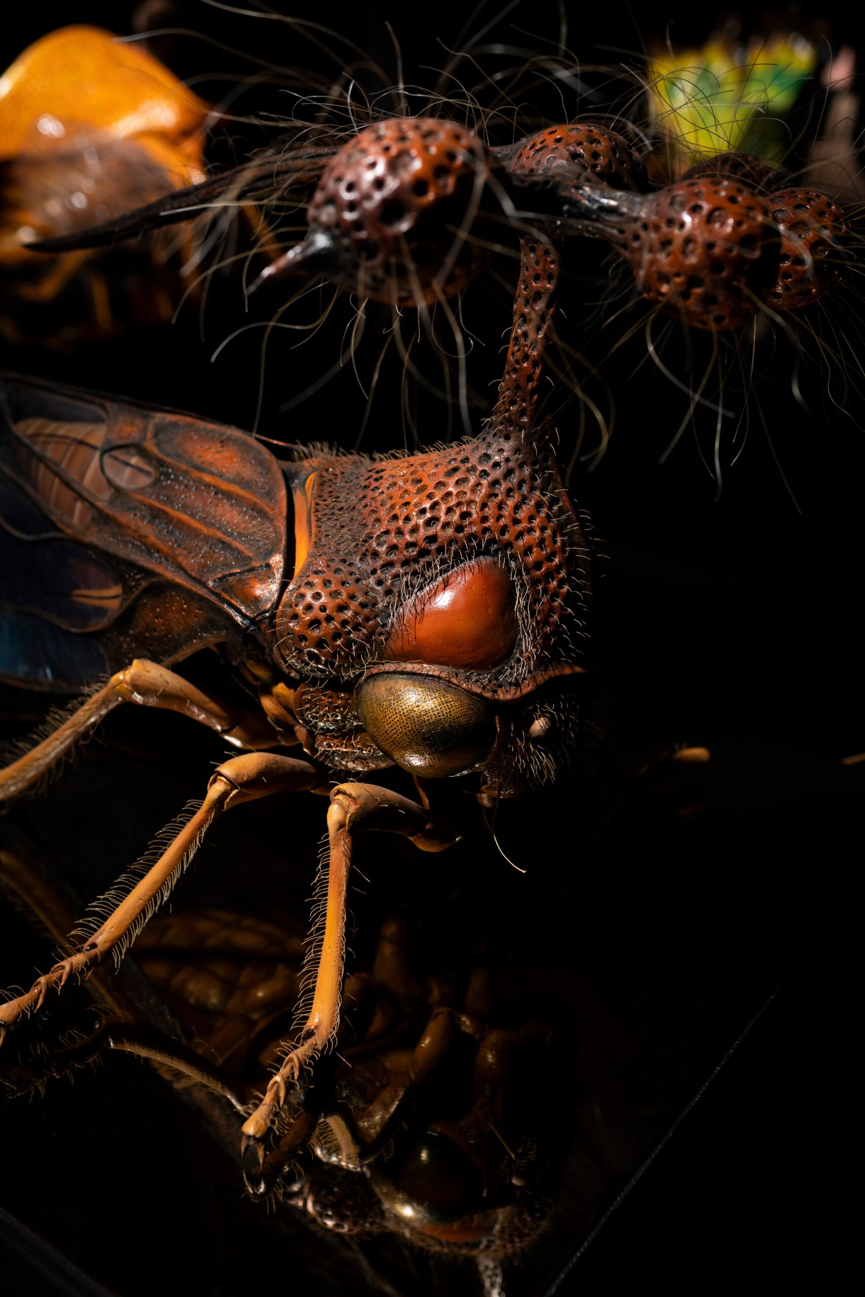 Brazilian Treehopper