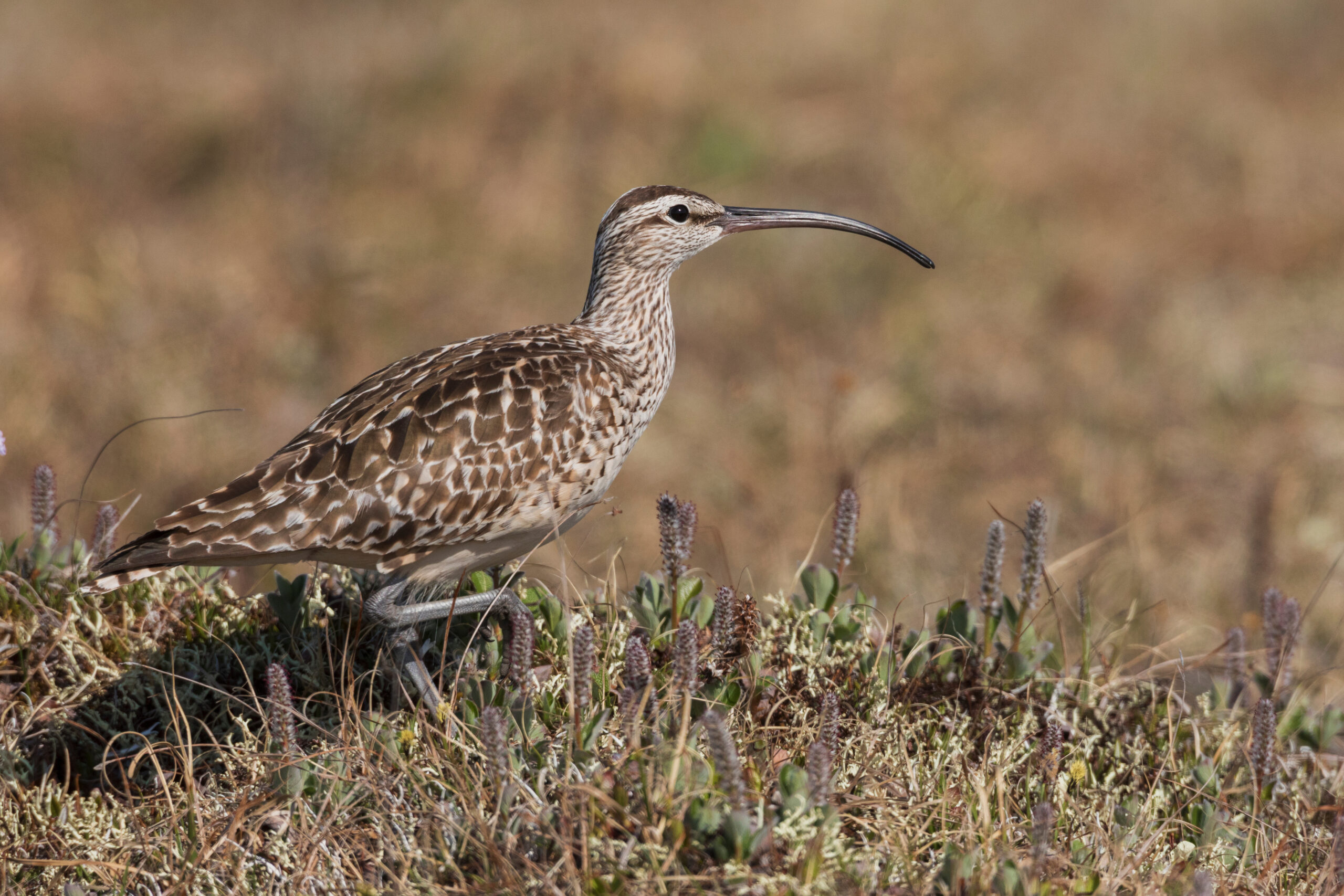 Bristle-thighed Curlew