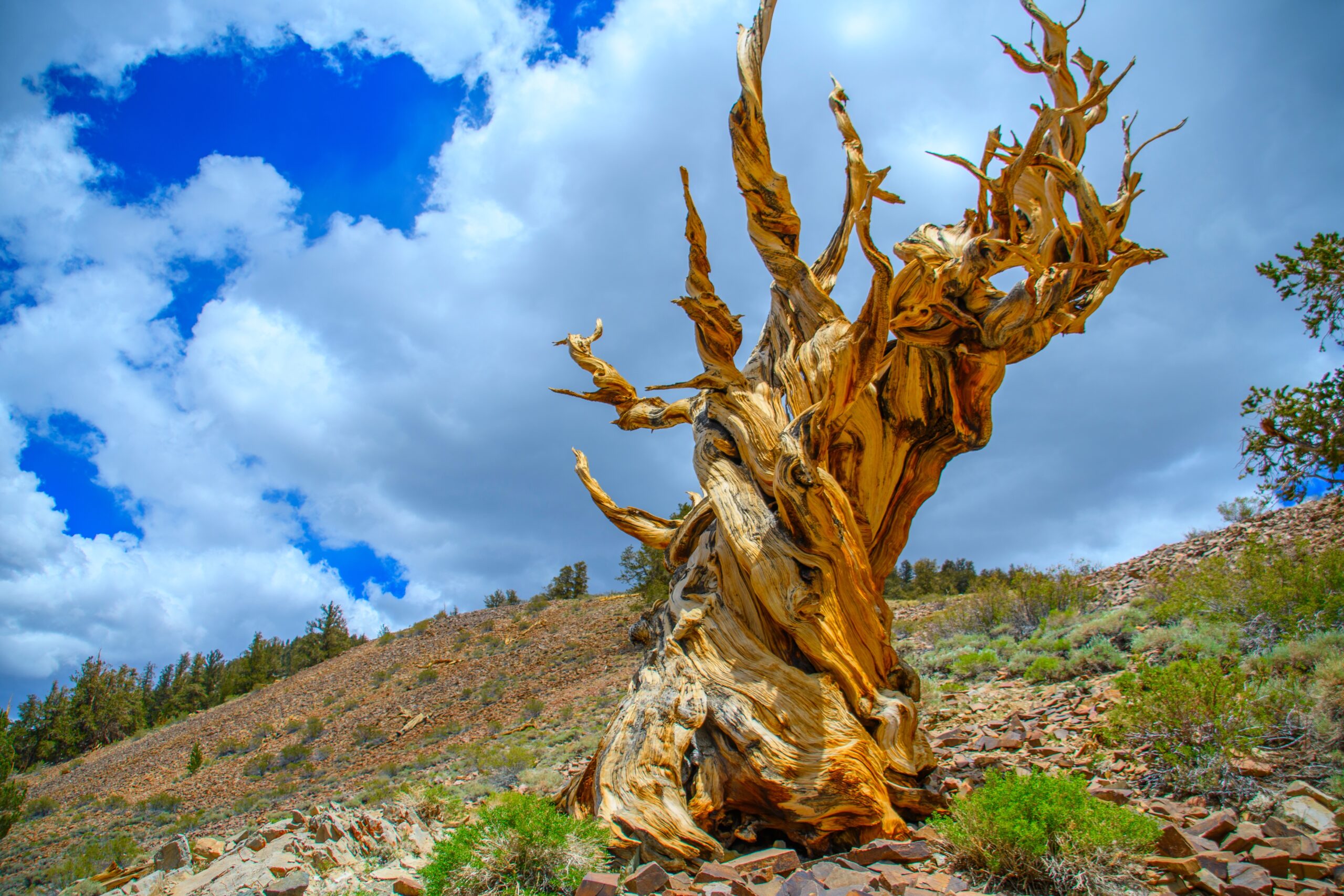 Bristlecone Pine Forest