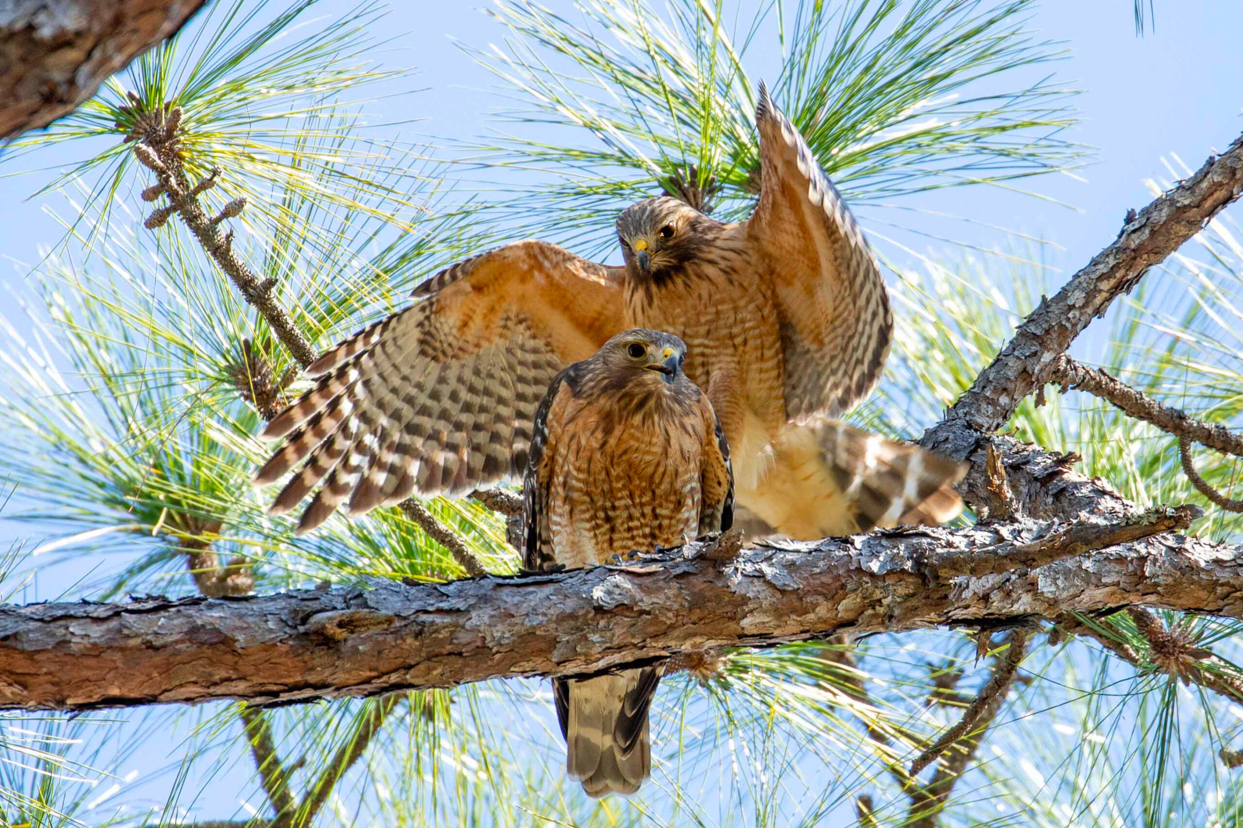 Broad-winged Hawk