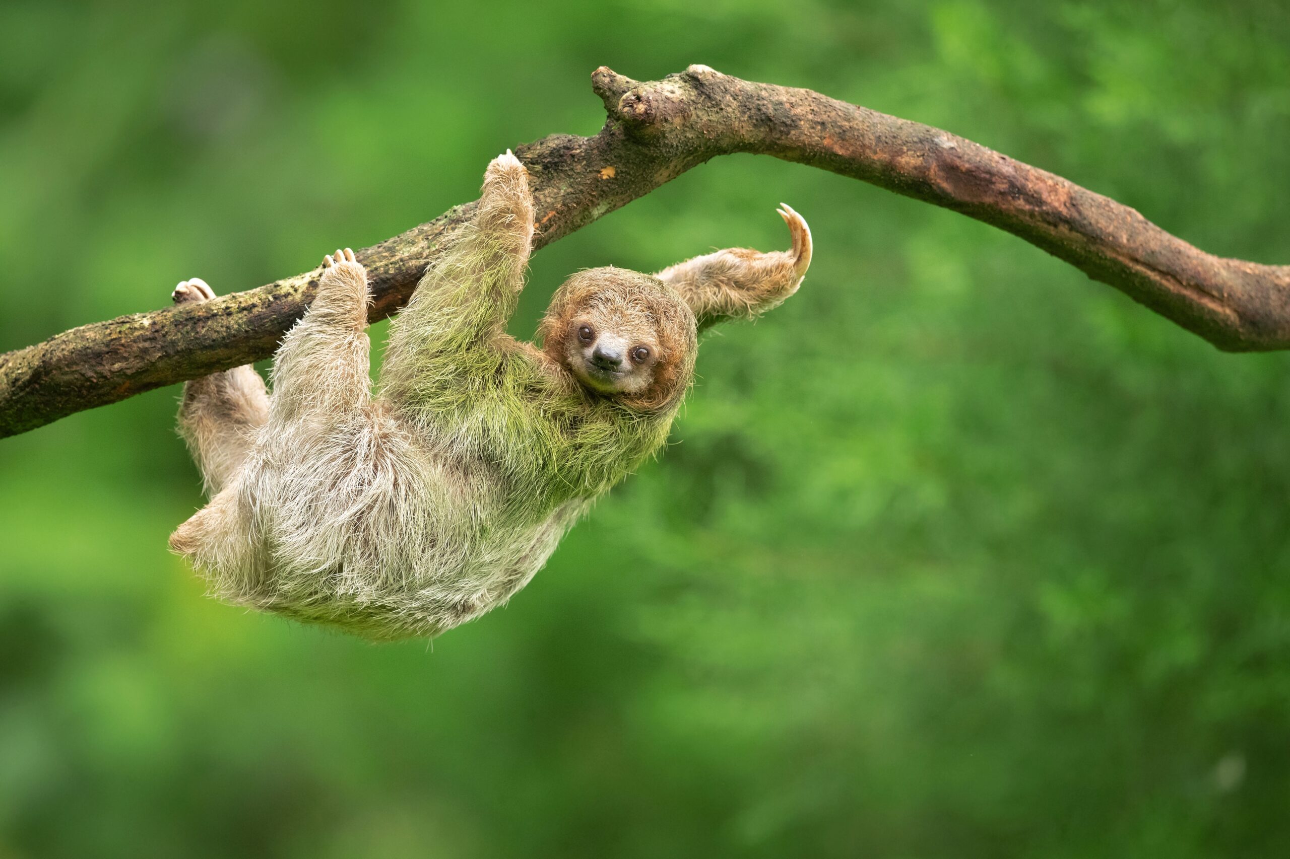 Brown-Throated Sloth